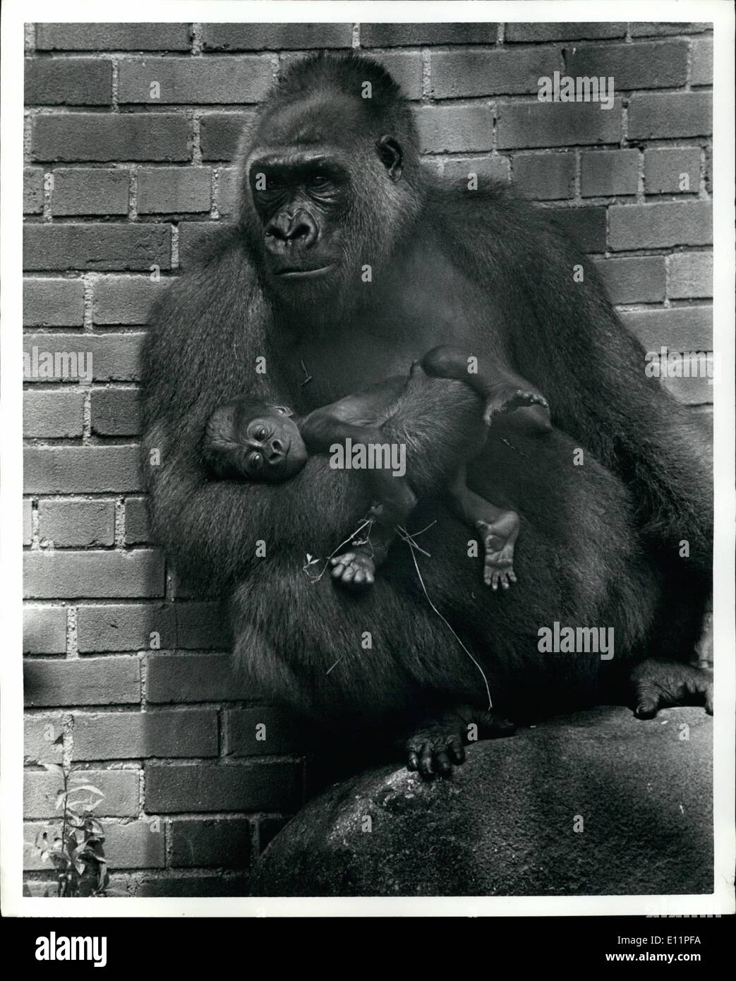 Aug. 08, 1979 - The Bronx zoo, Bronx, New York.: ''But they are all boys!'' Laments the Bronx zoo. of :the two low land female Gorrillas of child bearing age at the zoo, both have given birth to only male Guerrillas. In most households this would be a blessing but for the Bronx zoo, which would like to breed more Gorrillas, it means five males and no females. One female, Sukari has had 2 males and the newest baby Gorrilla born June 19th. Of this year was born to Tunuka who has total of 3 male children. Photo shows Tunuka with her newest son (not yet named) ha was born June 19th Stock Photo