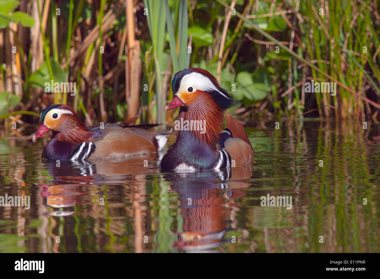 Mandarin Ducks Axi sponsa on small freshwater lake Stock Photo Alamy
