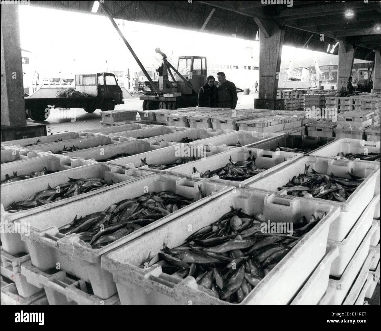 Oct. 10, 1979 - French Break Rec Ban on Herring Fishing. France which is defying the European Court by banning British Lamb imports, also appears to be ignoring a Common Market ban on Herring Fishing. Several tons of fresh herring were landed at Boulogne fish docks at dawn yesterday and four big deep seas stern trawlers were tied up at the Quai du Bassin. When the Daily Telegraph photographers Anthony Marshall was taking pictures the French dock workers tried to persuade him that they were sardines, and not herrings. He was asked to leave the fish salesroom soon after it opened at 7 a.m Stock Photo