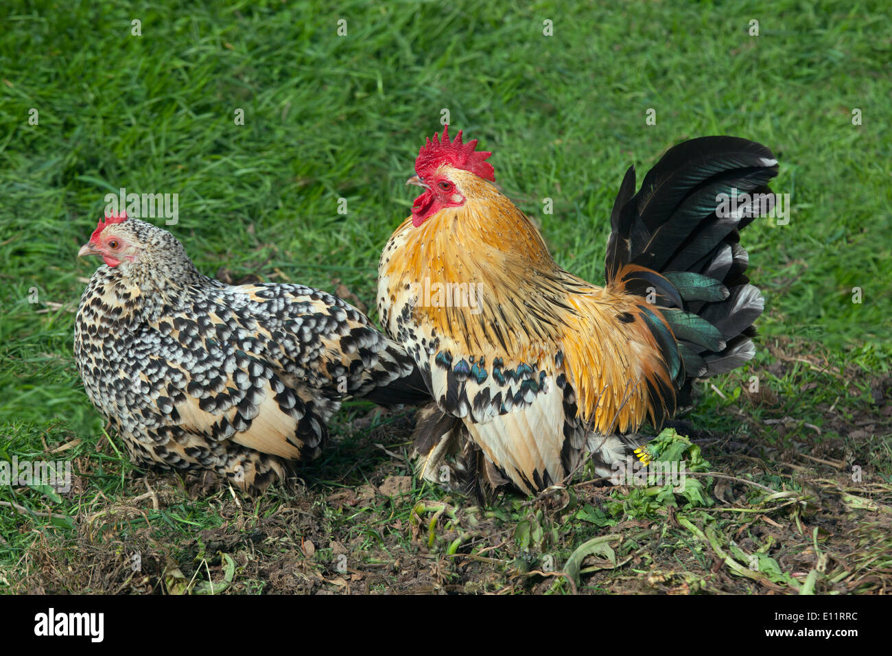 Silverlaced Wyandotte cock and Hen Bantums Stock Photo Alamy