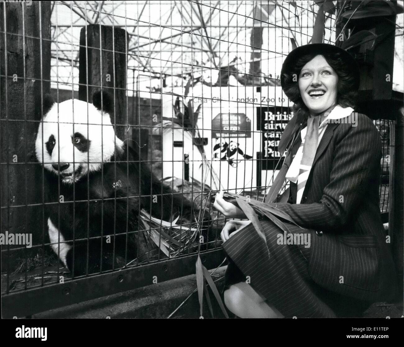 Mar. 03, 1980 - Chia Chia London's Giant Panda Meets His Air hostees Before Flying Off to America - London Zoo's Giant Panda, Chia-Chia, met British Airways Stewardess, Jescqlinc Walker, Who gave jo, his Flight briefing for his journey to America on Thursday, March 5th. Eight and a half year old Chia Chia Flies Cat from London;s Heethrow Airport for his Assinment worth ten Year old Ling-Ling. Washington Zoo's female Panda. He is Travelling on Ba's747 Fasighter, which is the only Jumbo freighter in the country. to Kennedy Airport, New York, and from there to Washinton Zoo by road Stock Photo