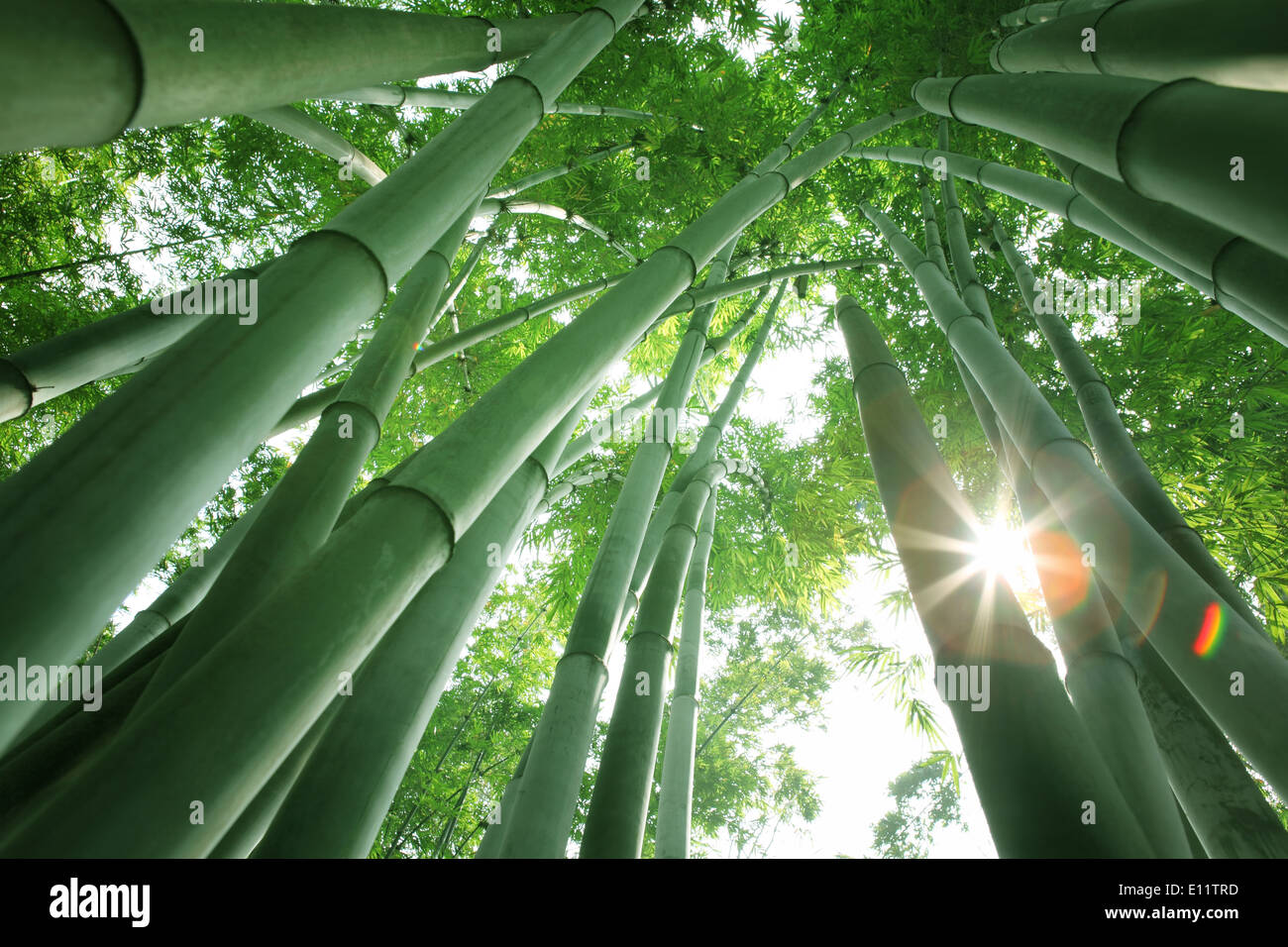 Bamboo forest in the morning Stock Photo