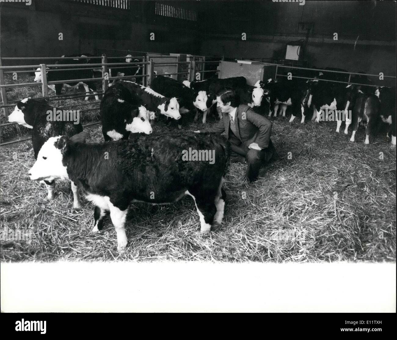 Apr. 04, 1980 - Revolutionary Welfare Veal System: Animal lovers can happily eat veal in future. The UK veal industry has been revolutionized by a new welfare production system developed by Quantook Veal, the largest veal producers in the country and part of the Voles group. Quantook with their associated company, Bellinger Brothere, specialists veal wholesalers, provide 90% of the retail veal in the UK. ''Gone are the traditional cramped veal crates and with them the reason for consumer resistance to veal buying' said Mr Stock Photo