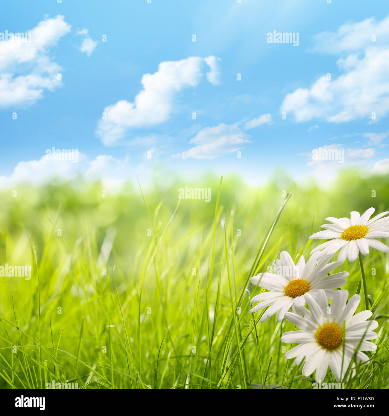 Natural background with daisy flower on grass Stock Photo Alamy