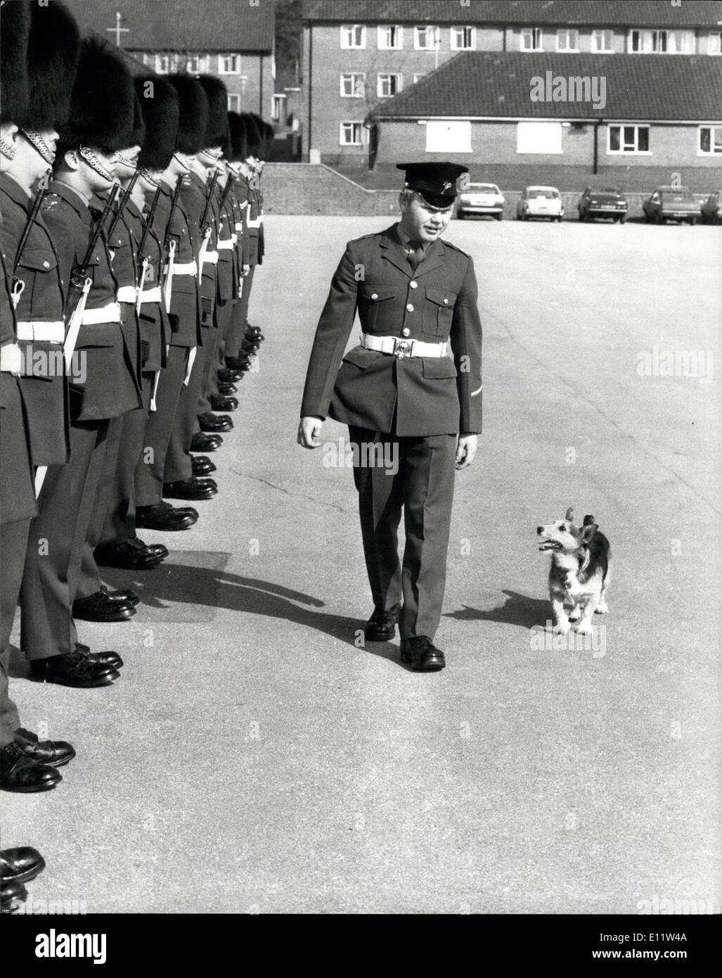 Apr. 09, 1980 - The Welsh guards parade to say farewell to rats: At Elizabeth Barracks, Pirbright Camp, Brookwood Woking, Surrey, today the 1st Battalion Welsh Guards were on parade to say farewell to Rats the crossbred (Oorgie/Terrier?) who has been retired on verterinary advice, Rats is thought to be 8 years old and much of his life has been spent with the roulement Companies in Crossmaglen South Armagh, Norther Ireland. In December last year he was awarded the Pro dogs Gold medal for the Dog most Devoted to Duty and was given leave to return to London for the presentation Stock Photo