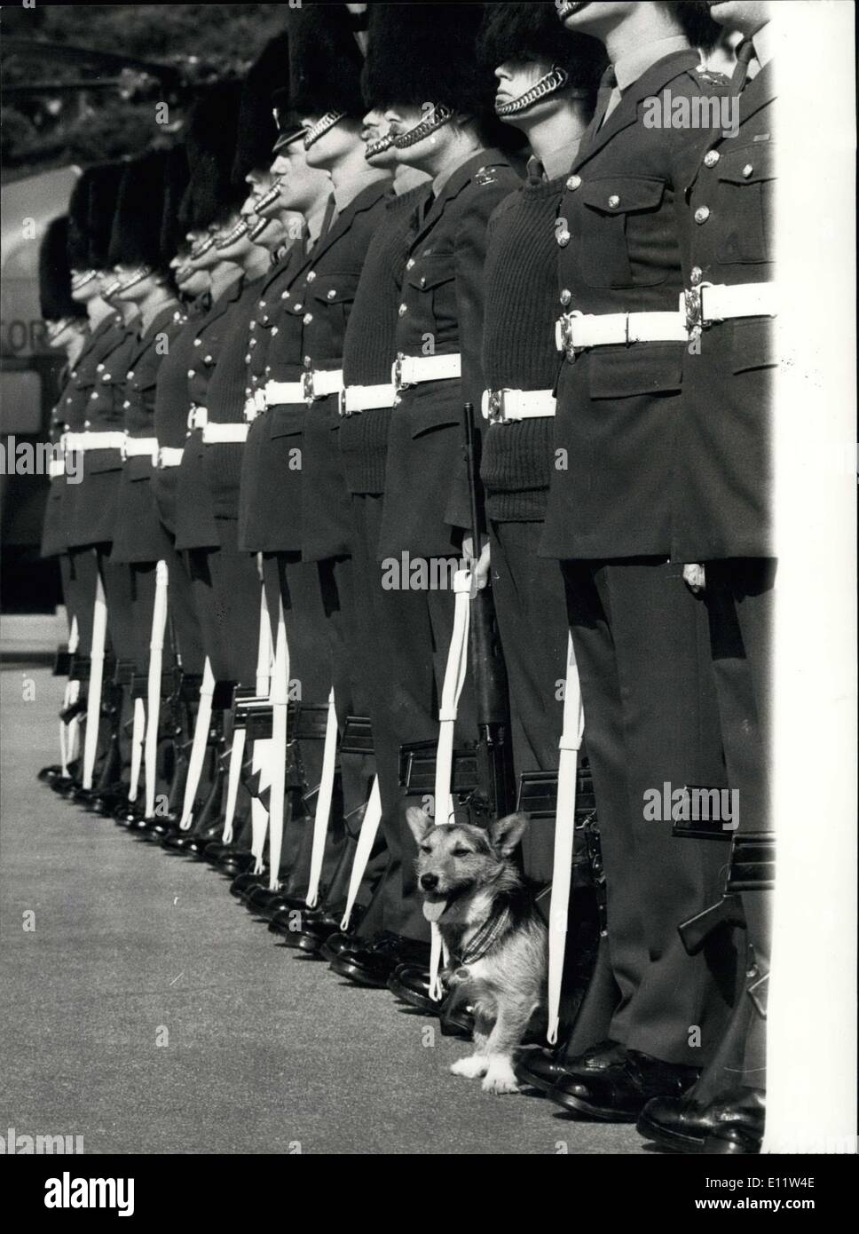 Apr. 09, 1980 - The Welsh Guards Parade To Say Farewell To Rats:' At Elizabeth Barracks, Pirbright Camp. Brookwood' Workling  today the 1st Battalion Welsh Guards were on Parade  farewell to rats the Crashed (Corgie/Terrier) who has been retired on Yesterday advice, Rats us thought to be 12 years old and much of his has been spent with the recruitment Companies in Crossmagien South Armagh, Northern Ireland in December last year he was awarded the Pro dogs Gold medal for the Dog most Devoted to Duty and was given to return to London for the presentation Stock Photo