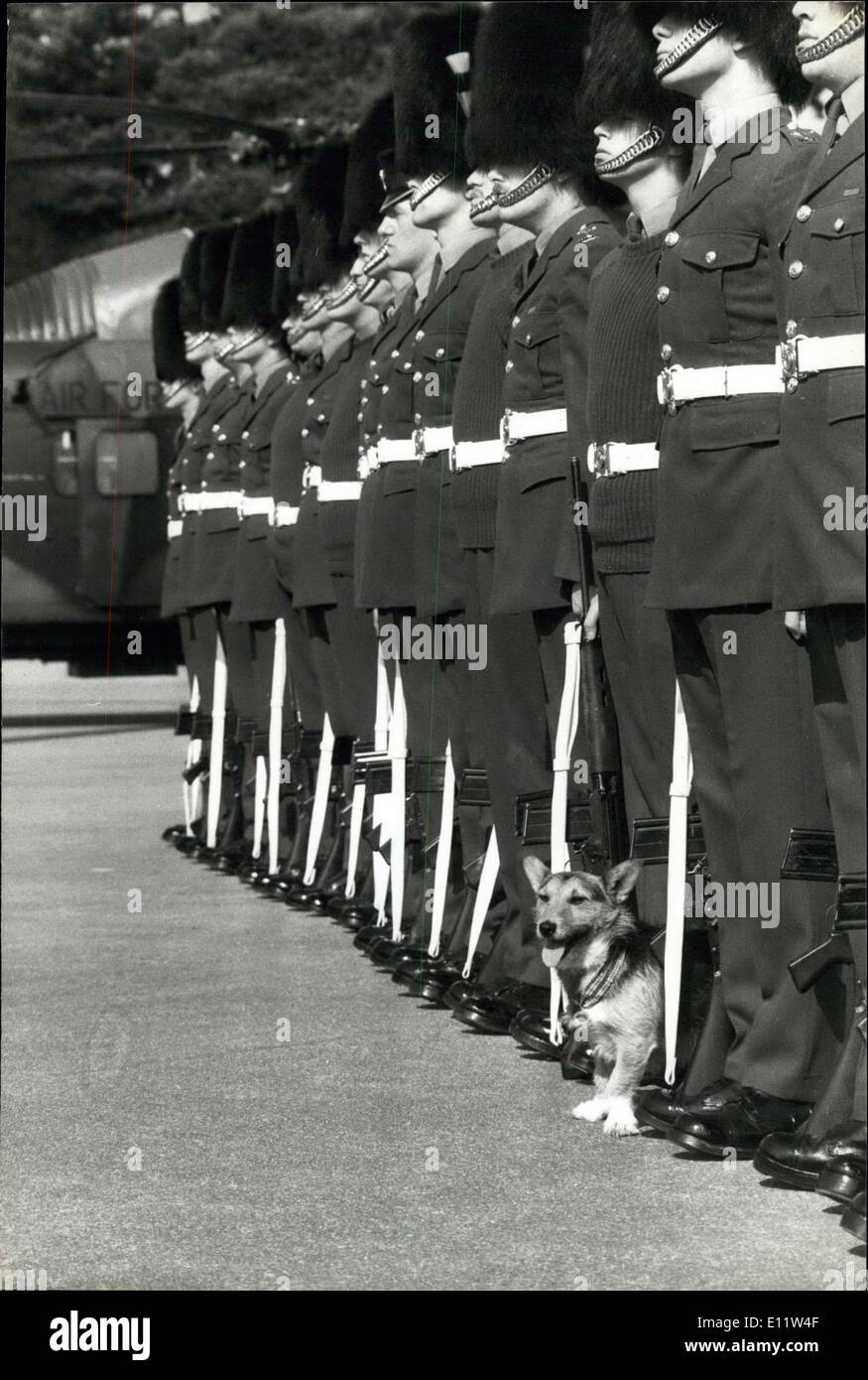 Apr. 09, 1980 - The Welsh Guards parade to say farewell to Rats: At Elizabeth Barracks, Pirbright Camp, Brookwood' working, Surrey, today the 1st Battalion Welsh Guards were on parade to say farewell to Rats the crossbred (Corgie/Terrier?) who has been retired on veterinary advice, Rats is thought to be 8 years old and much of his life has been spent with the roulament Companies in Crossmaglen South Armagh, Northern Ireland. In December last year he was awarded the Pro dogs Gold Medal for the Dog most Devoted to Duty and was gives leave to return to London for the presentation Stock Photo