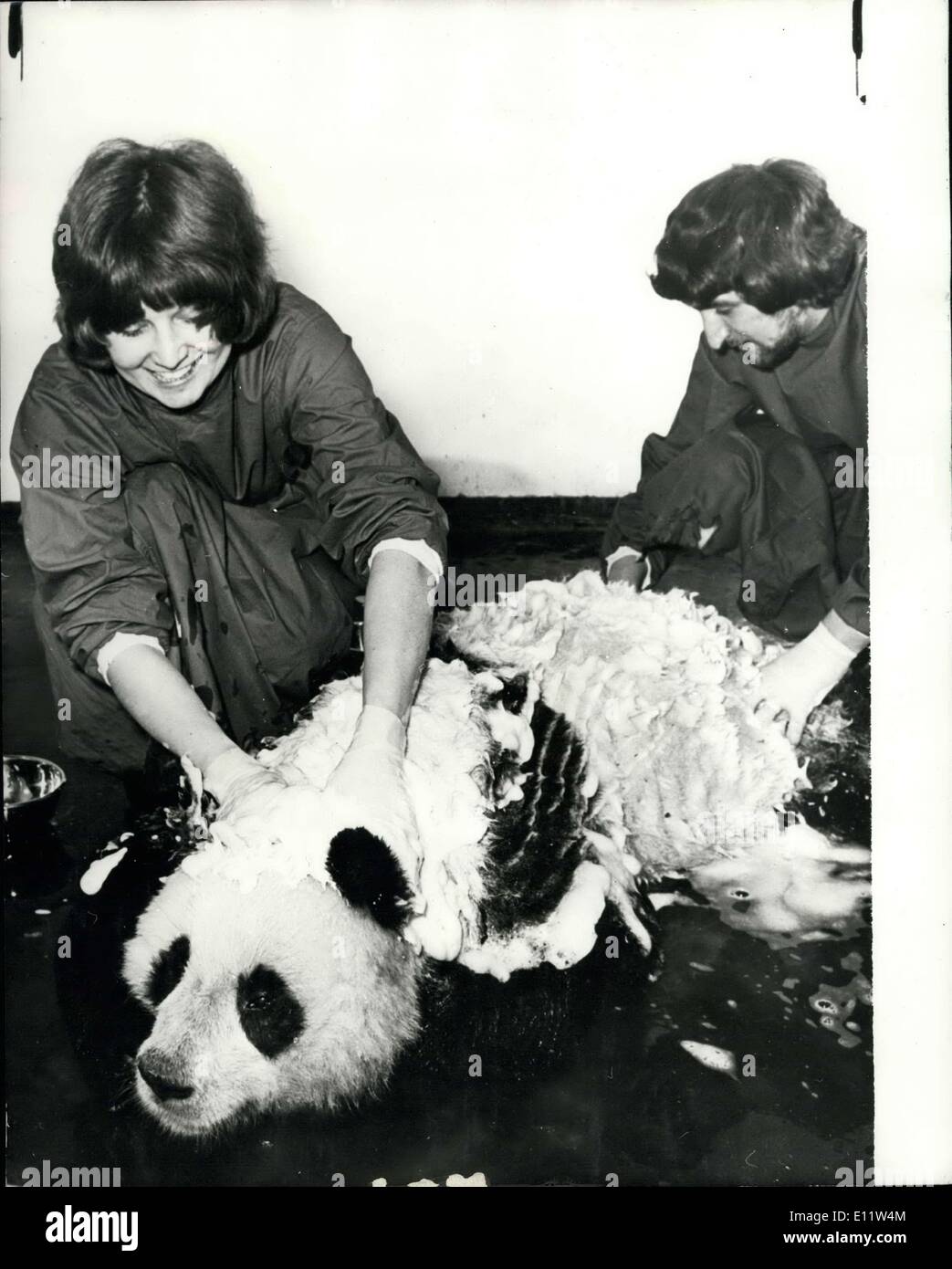 Apr. 11, 1980 - Ching-Ching's progress: Ching-Ching, the giant panda whose recent drop in protein level led to fears that she would die, was given a shampoo at London zoo's animal hospital yesterday to make her more comfortable. Although she is still very anemic veterinary surgeons say she is earting well and is putting on weight very day. Photo shows Veterinary pruses heather flaming and Robert Hutton giving ching ching a wash and brush up at the London zoo yesterday. Stock Photo