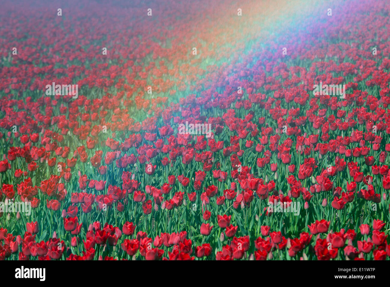 Tulips being watered and irrigation rainbow during dry Spring weather Swaffham Norfolk Stock Photo