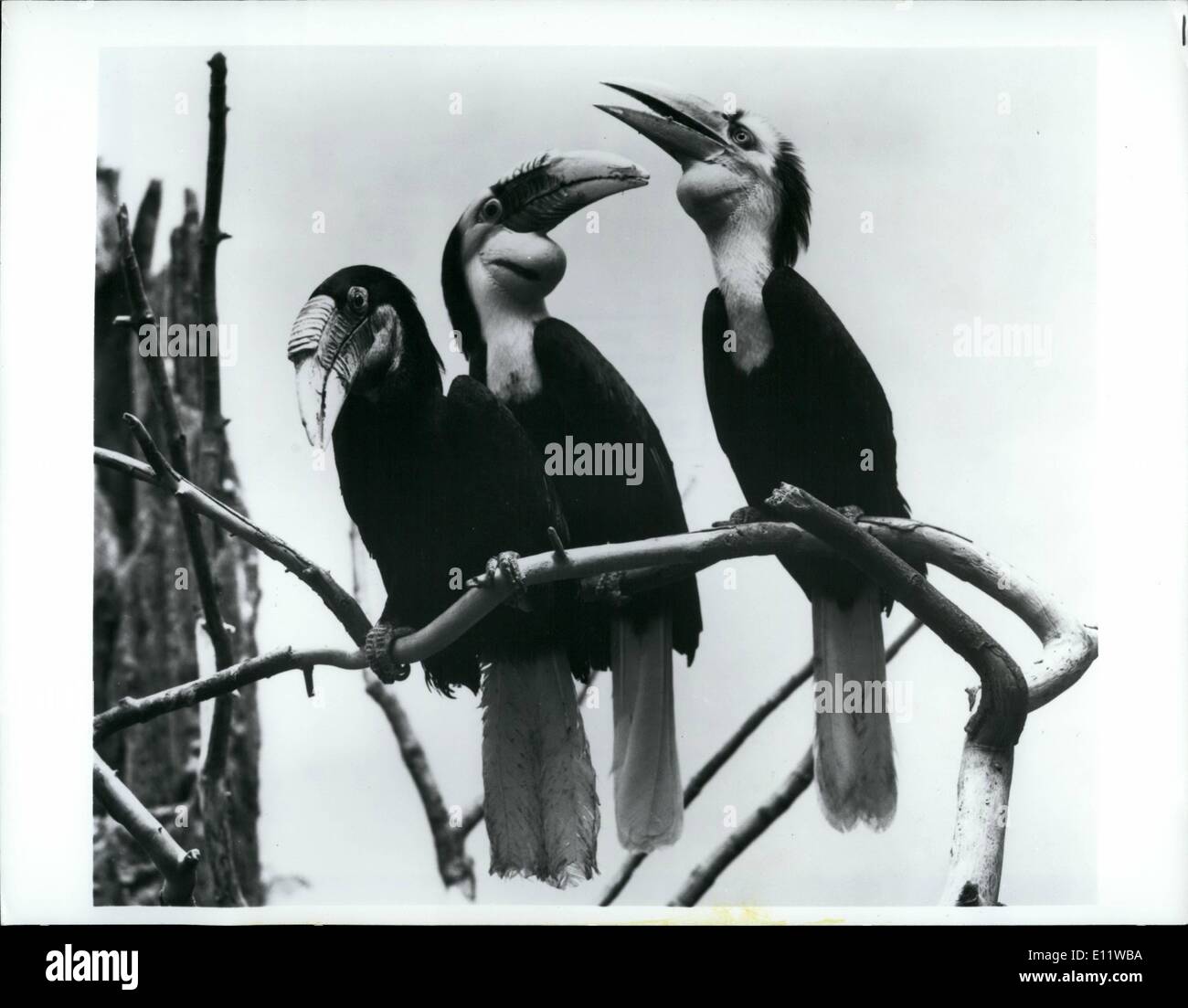 Aug. 27, 1980 - August 27, 1980 Bronx, N.Y. A family group of Malayan wreathed hornbills at the Bronx Zoo poses for a picture in the World of Birds. That's mother on the left her throat pouch is dark blue in color. Next to her is father, with his recognizable yellow throat pouch, and on the right is baby. The chick, only recently emerged from the nest, is already as large as its parents, but lacks the ridged, or wreathed, bill that characterizes the adults. All young hornbills are the spitting image of father that is, they have yellow throat-markings Stock Photo