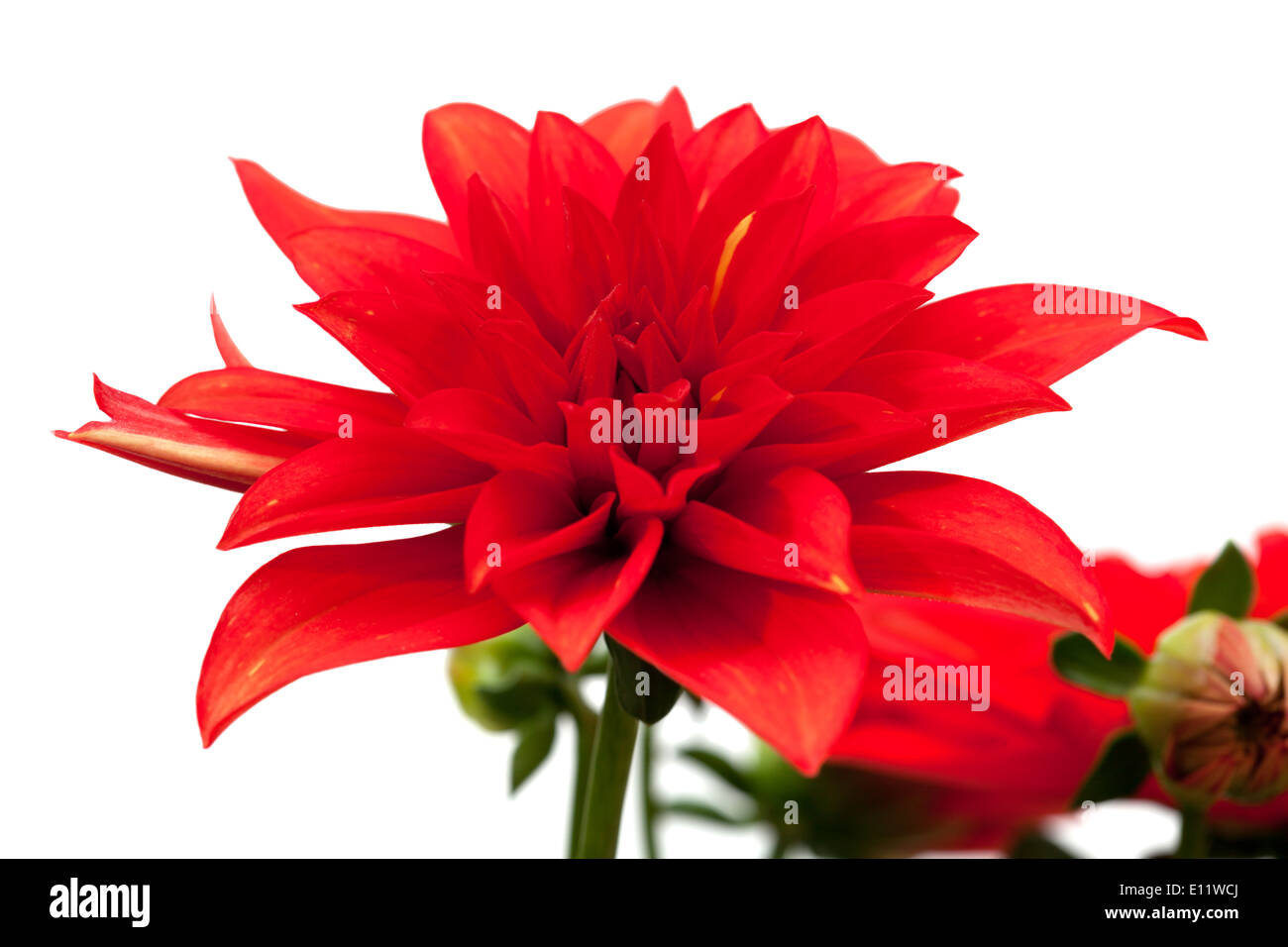 red dahlia isolated on white background Stock Photo - Alamy