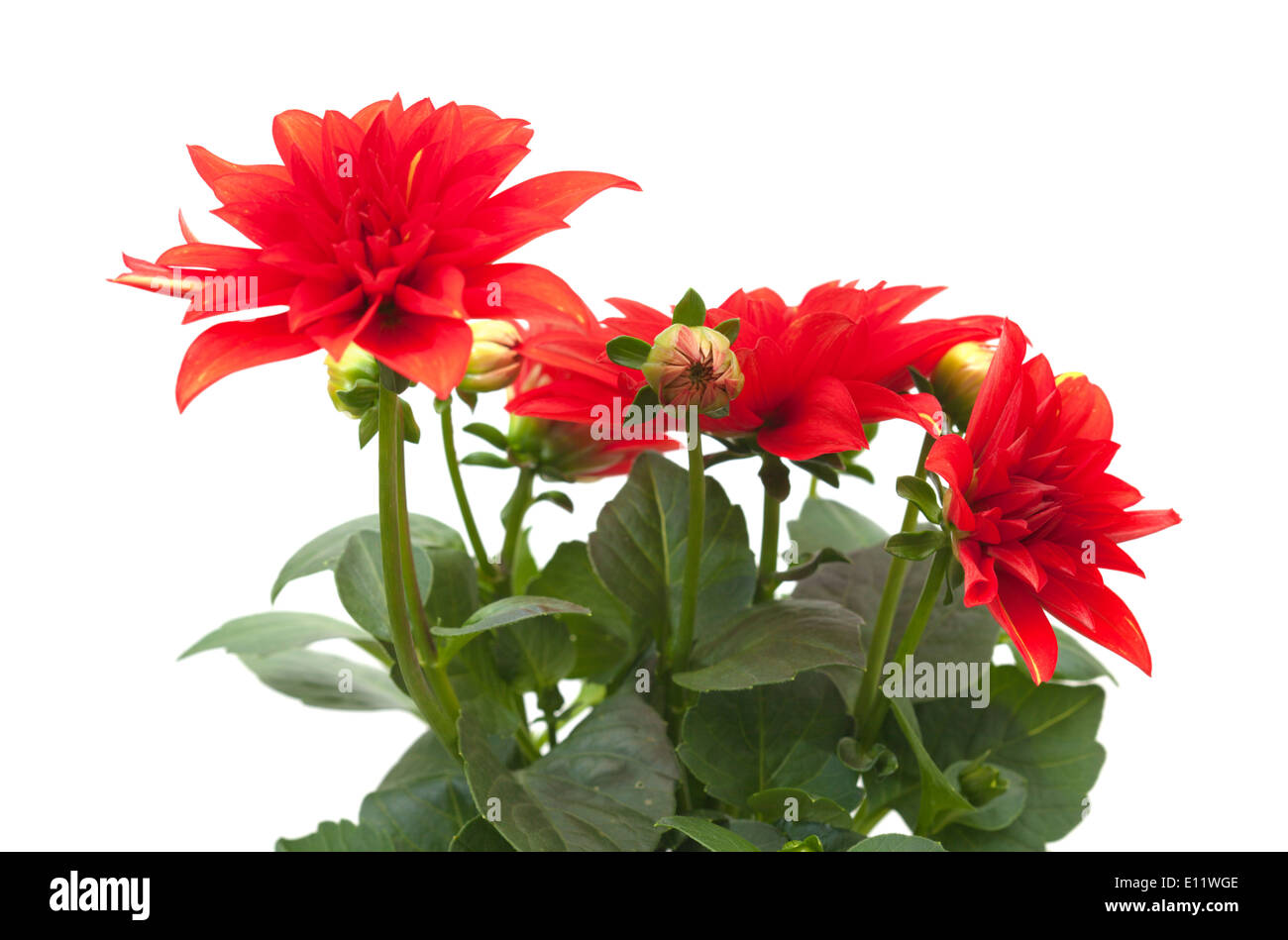 red dahlia isolated on white background Stock Photo - Alamy