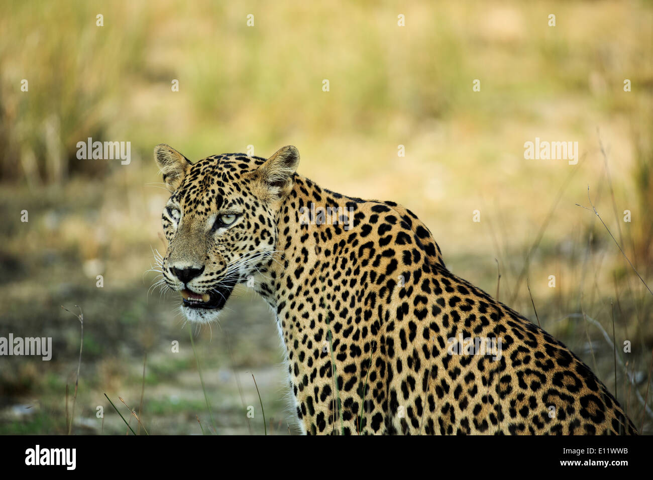Leopard looking straight at the camera at Wilpattu National Park Stock Photo