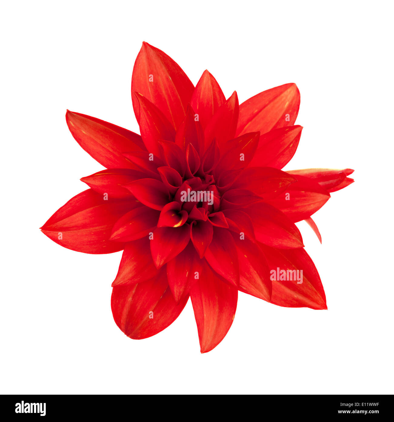 red dahlia isolated on white background Stock Photo - Alamy