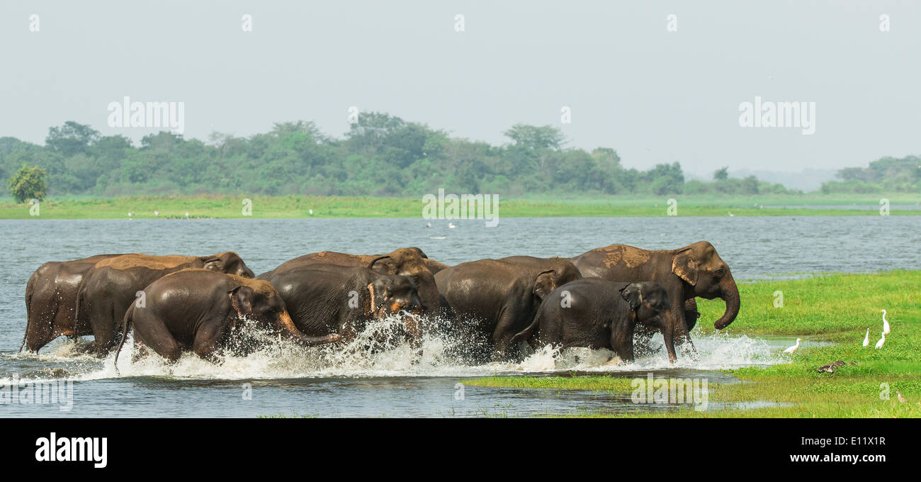 Large herd of elephants charging through the waters of Minneriya Reservoir Stock Photo