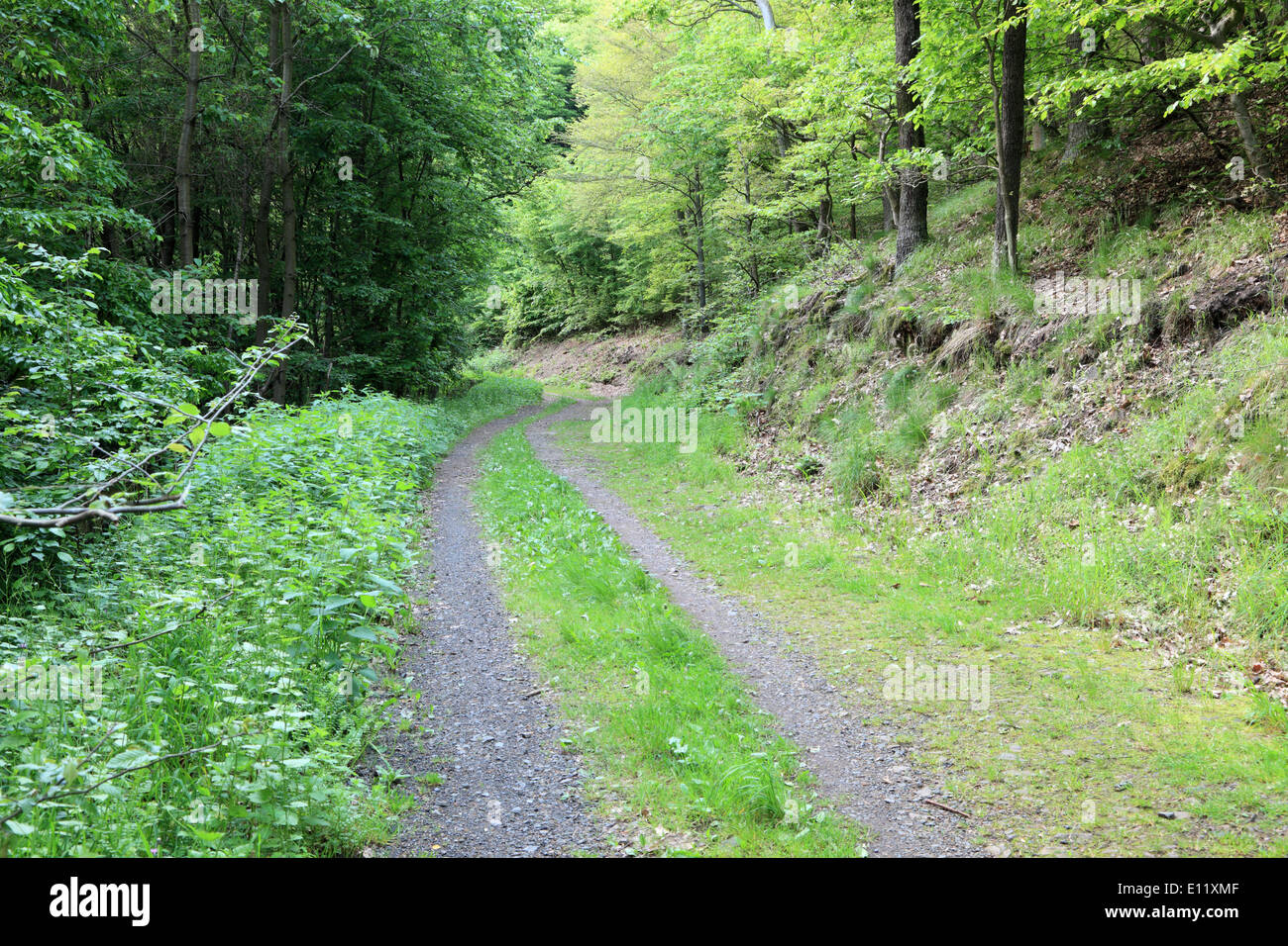 Green forest road Stock Photo