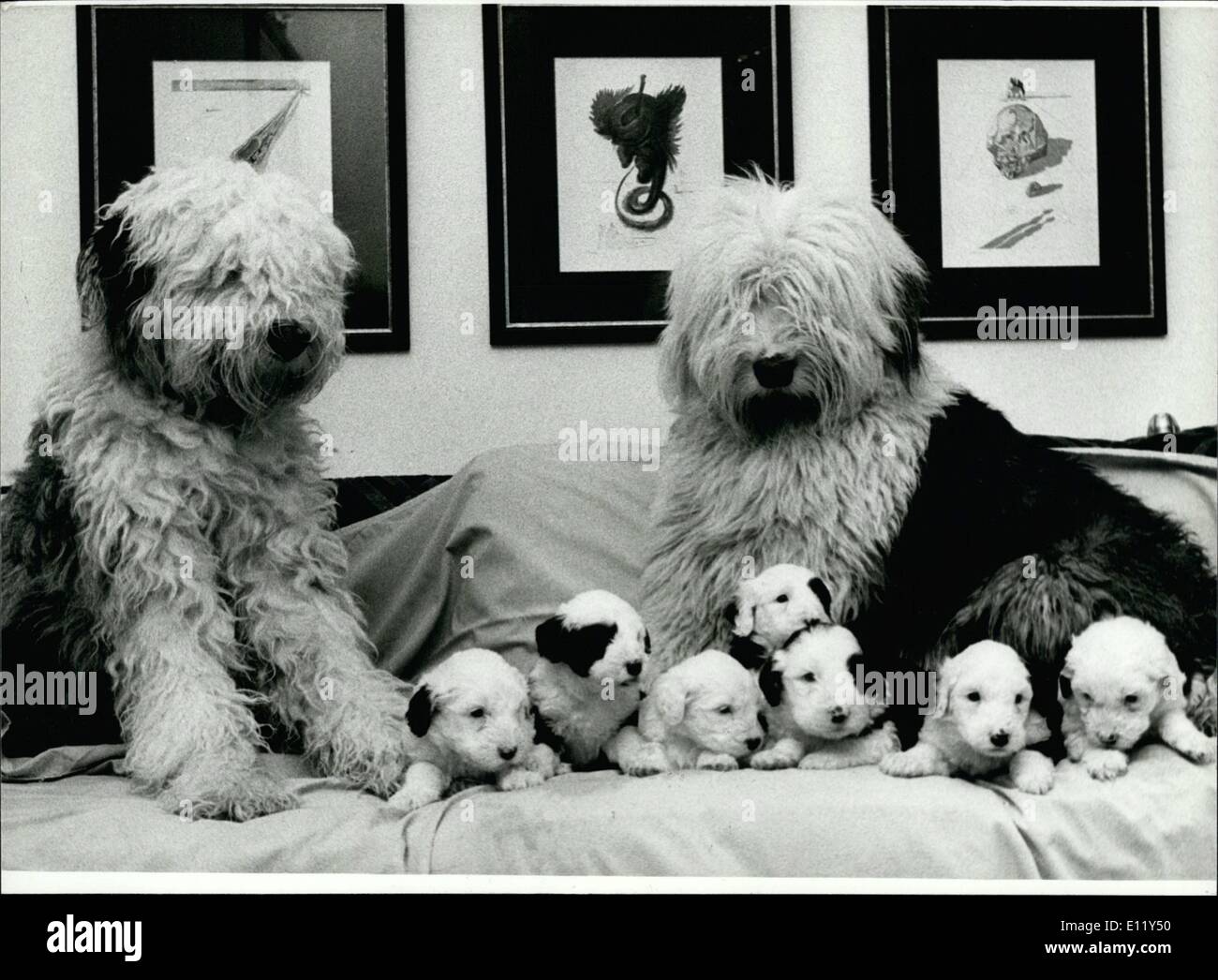 Mar. 03, 1981 - ''Seven, that's my lucky number'', barkers the Bob- tail - Lady ''Peggy'' (right side ) and is very proud about Stock Photo