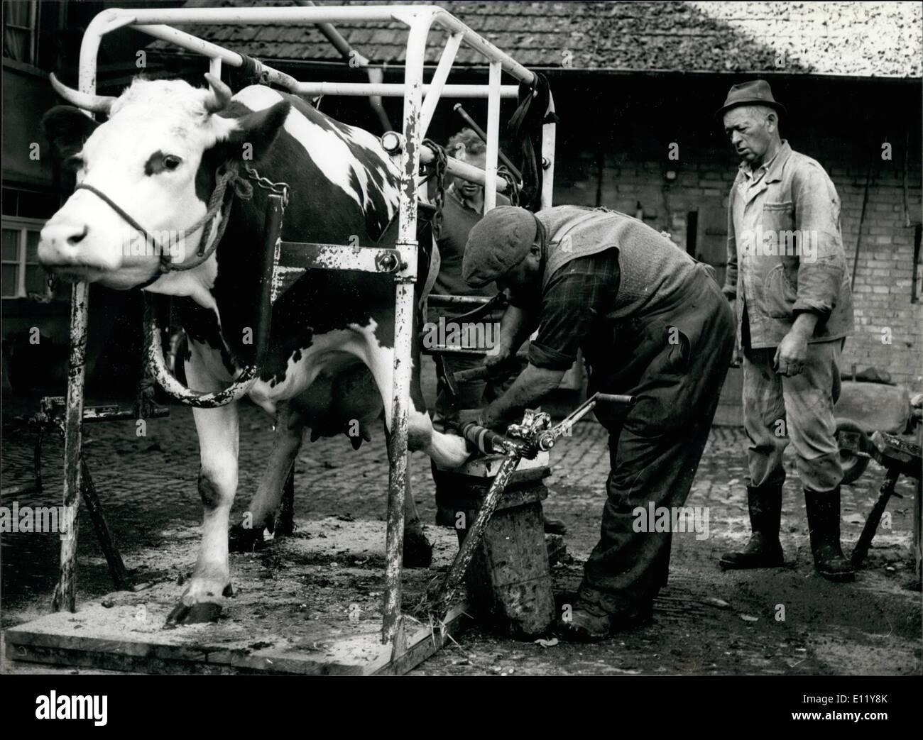 Dec. 12, 1980 - cattle-pedicure: No problem to cut your nails -but did you ever try with a cow. Alfred Gutknecht is one of the specialists cleaning the cattles hoofs which isn't as simple as you might think. First you have to get the cow in this stand and even then the animals are moving quite angrily. Picture was taken in Kerzeers near Berne these days. Stock Photo