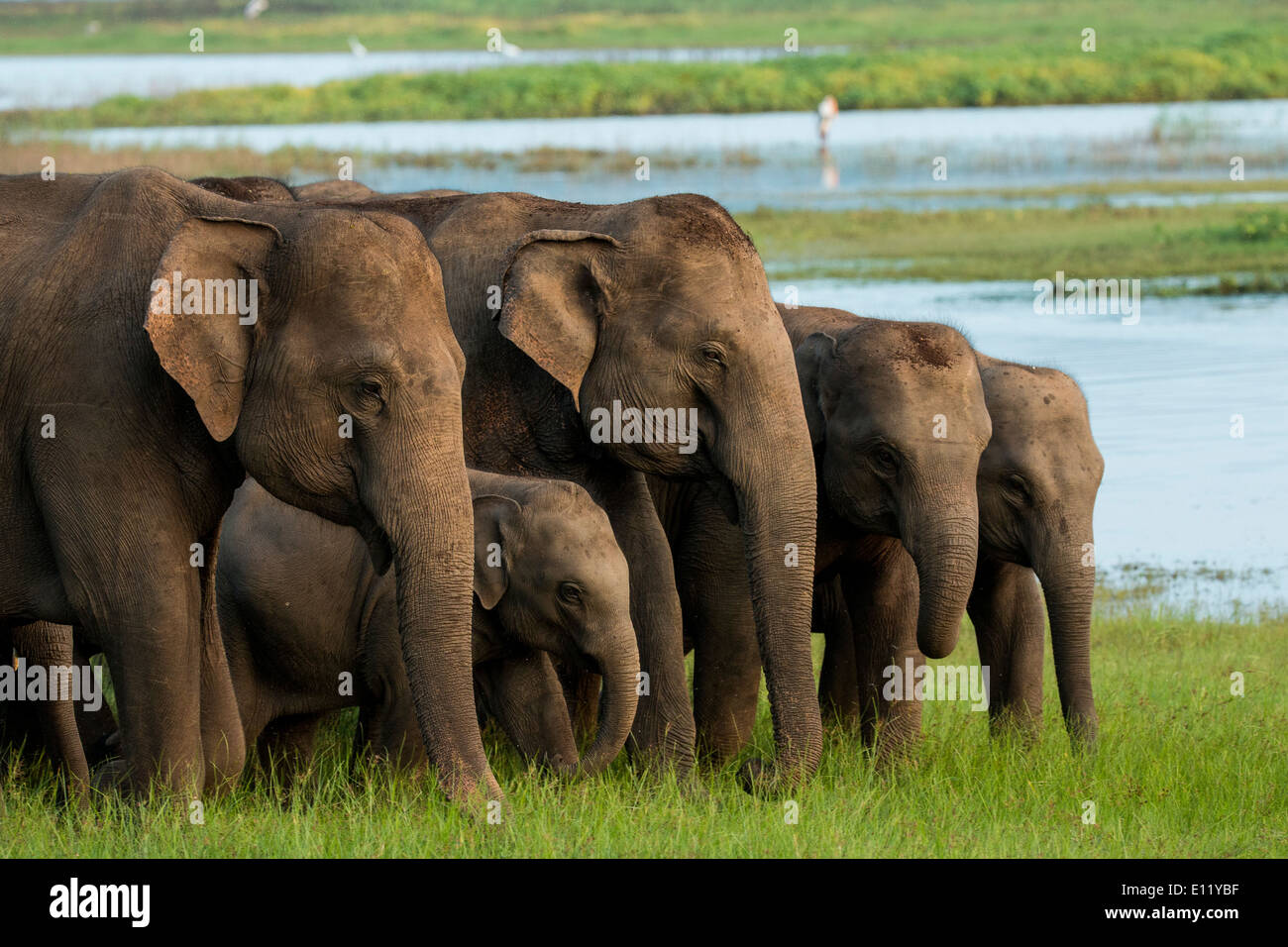 Herd of elephants grazing peacefully on the receding waters of the Minneriya Reservoir in North Central Sri Lanka Stock Photo