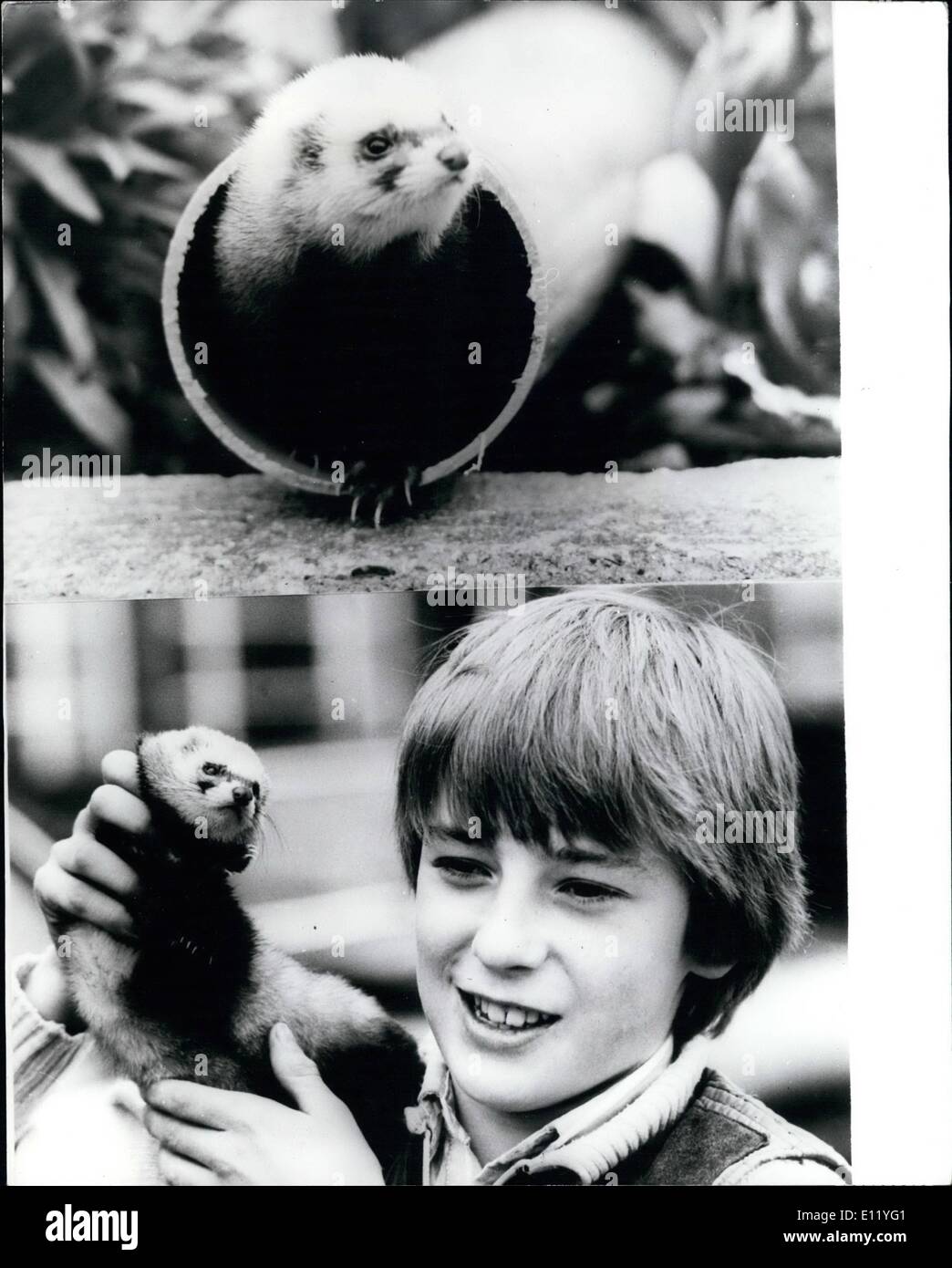 Apr. 04, 1981 - Ferret Pipe Dream: Freda the ferret is lined up for a very special assignment in connection with the Royal Wedding on July 29th. The furry five month old animal's speed and skill are need to pull a TV cable under the streets of London for the TV coverage of the Royal event. The narrow tunnel has a sharp bend and the only way for a cable to be drawn along it is behind a hungry ferret hot on the trail of a piece of meat held at the other end. Freda's proud owner David Overy, 12, from Surrey, showed his clever pet to the press this week Stock Photo