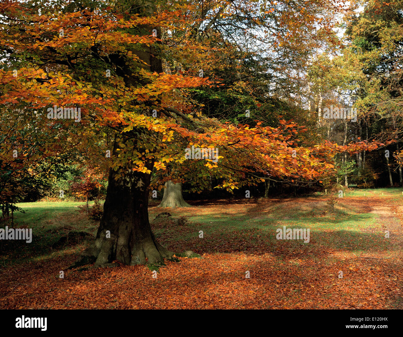 United Kingdom. England. Hertfordshire. Ashridge autumn woods. Stock Photo