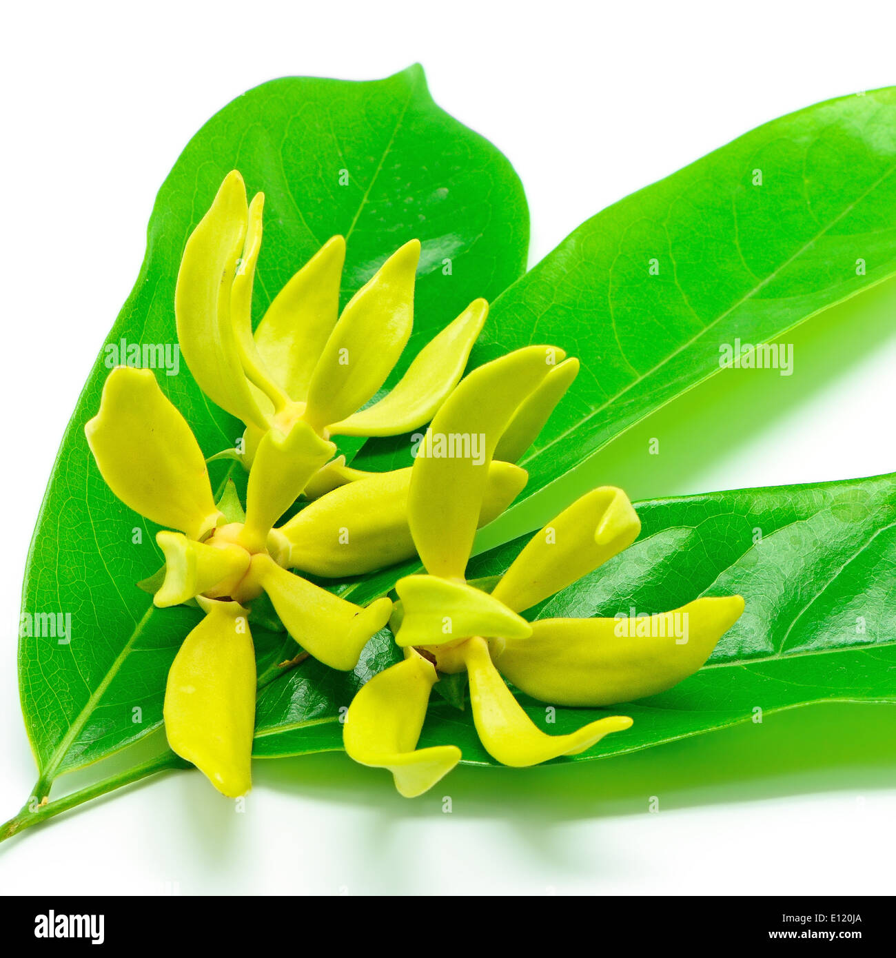Ylang Ylang flower (Cananga odroata), isolated on a white background