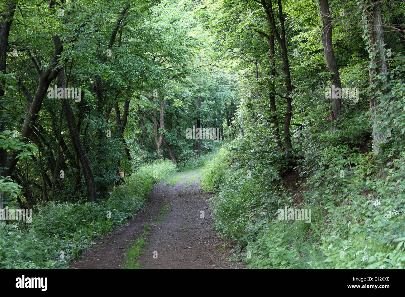Road in the dark green forest Stock Photo