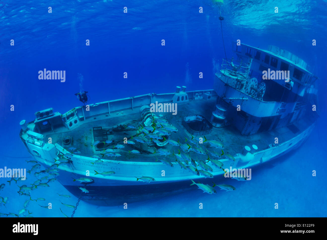 Diving the Kittiwake Stock Photo Alamy