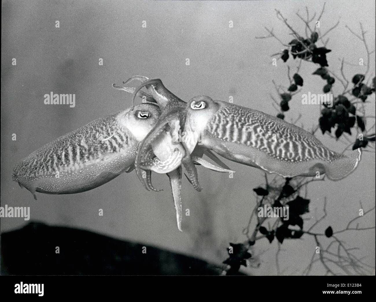 Dec. 12, 1984 - Difficult breeding of squids A rarity in European zoos are these sepiaes, a squid species with ten fingers, breeded now since five generation in the zoo of Basle Switzerland. Our picture shows them during mating. One hour later the female will lay 600-800 eggs. Stock Photo