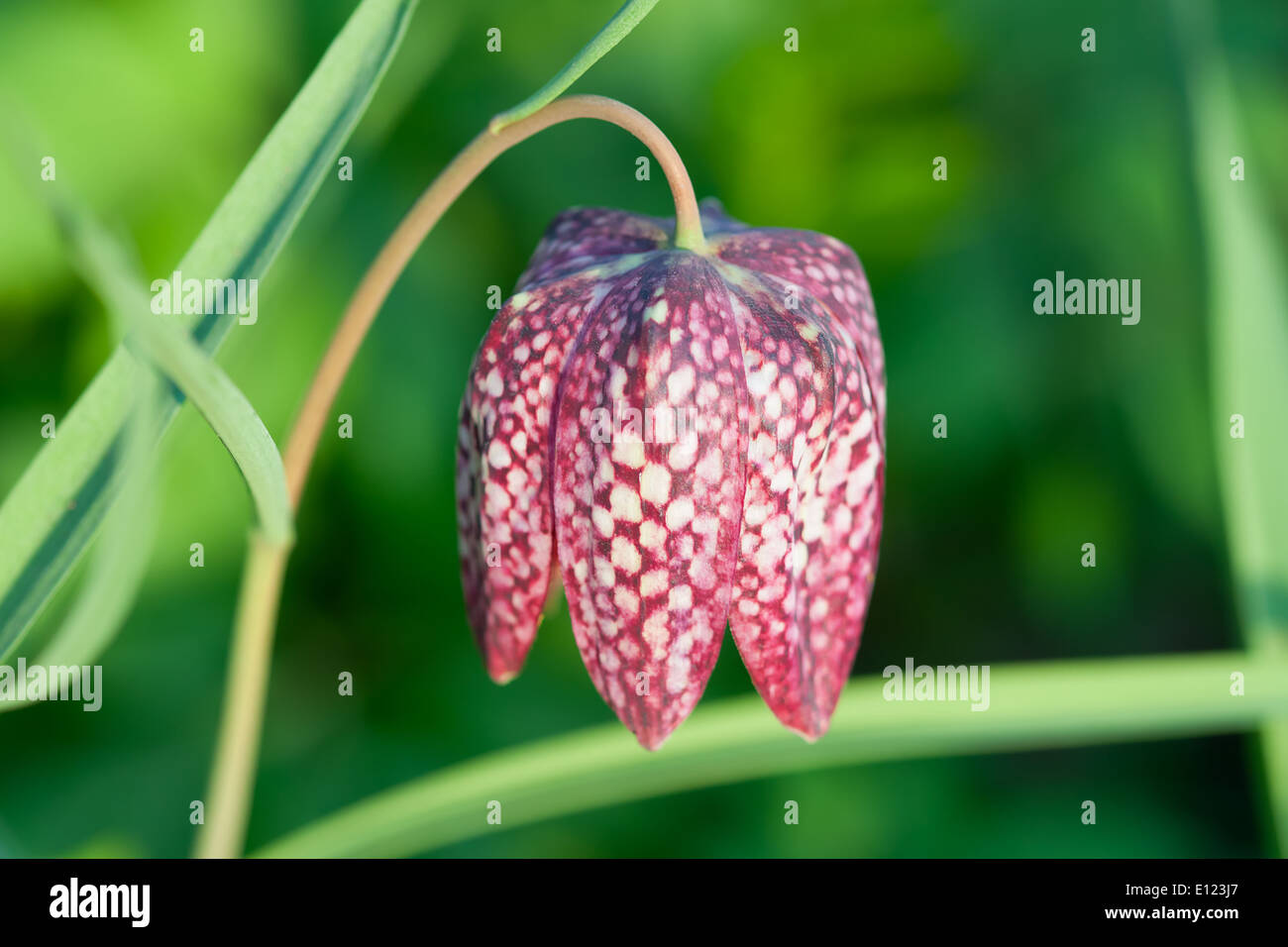 Snake's Head Fritillary (Fritillaria Meleagris) over green background. Single flower Stock Photo