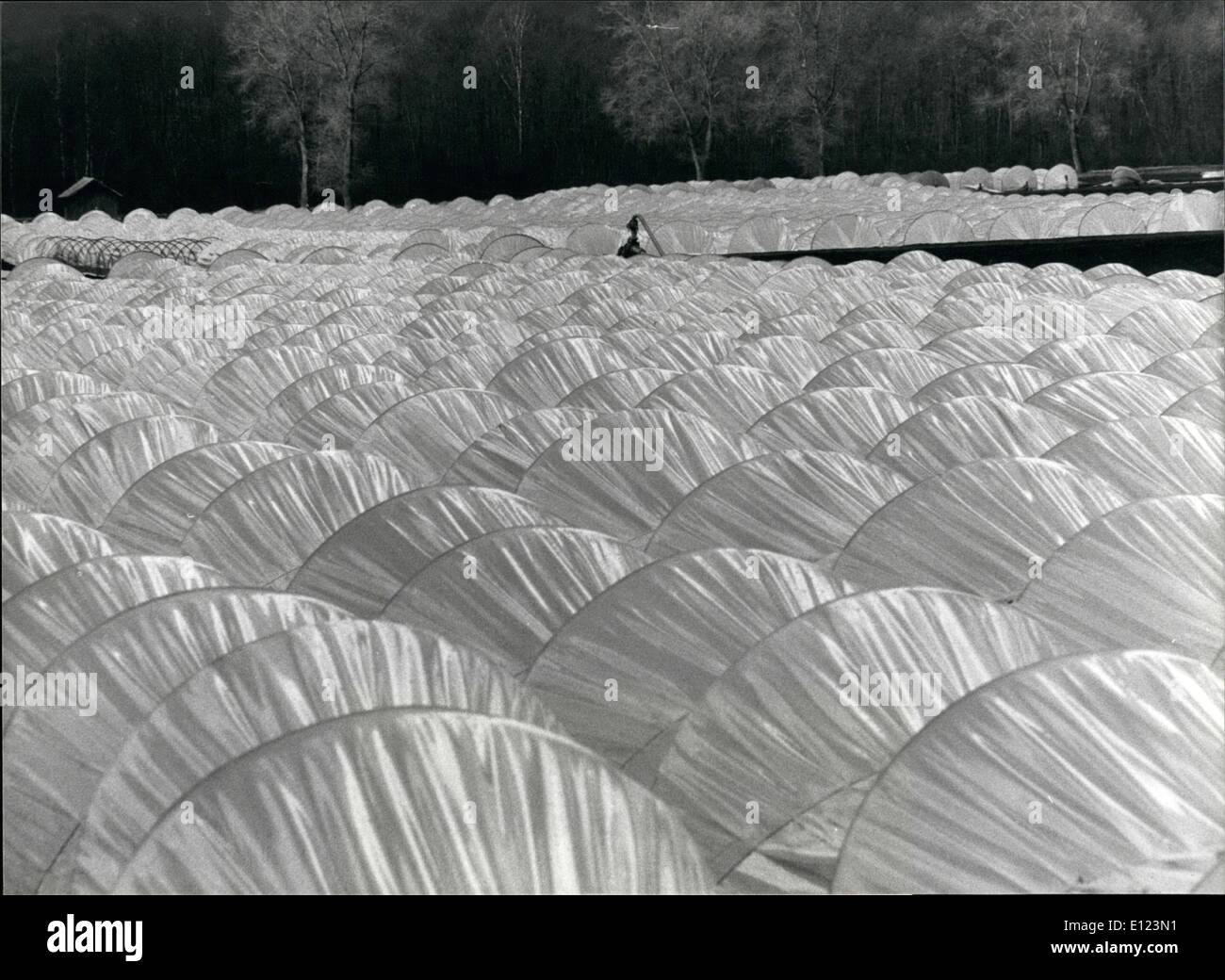 Apr. 04, 1985 - Spring time: Wave upon wave flows gently, while vegetables are growing underneath. The snapshot has been taken in Switzerland, near Berne, in an agricultural area. Stock Photo