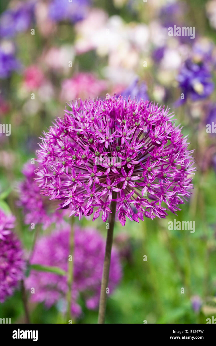 Allium hollandicum 'Purple Sensation' in an English garden. Stock Photo
