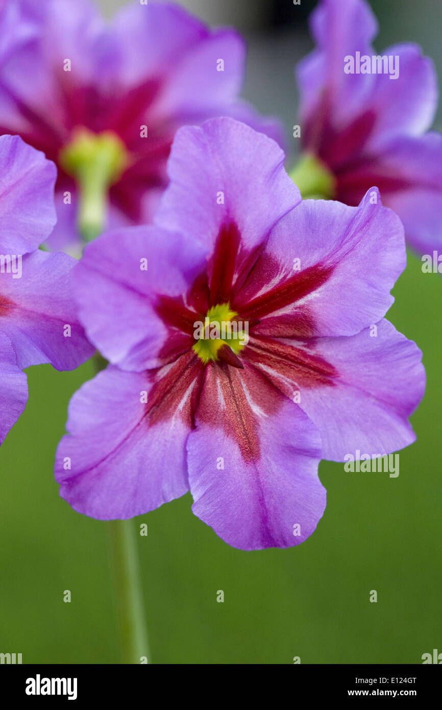 Leucocoryne andes. Glory of the Sun lily. Stock Photo