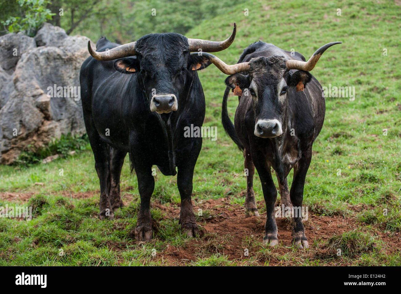 Spanish Tudanca bull and cow, primitive breed of cattle from Cantabria