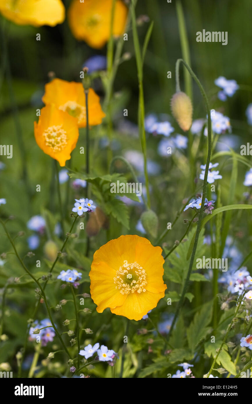 Meconopsis cambrica growing in an English cottage garden amongst forget-me-nots. Stock Photo