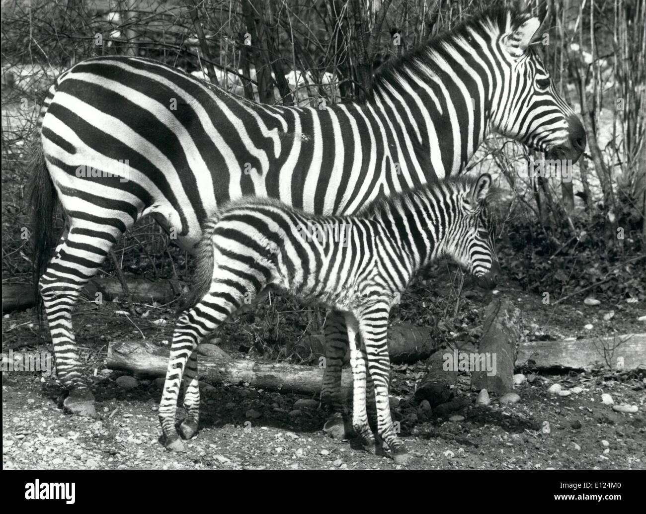 Mar. 03, 1986 - Baby-Zebra in Swiss zoological garden: A tiny zebra adds to the population in the swiss zoological garden in Basle. The Grant-zebra-mare Rebecca gave birth to the stallion-foal Ituri on march 18th. in the open. Normally with zebras, birth takes place in the stable. Like human fingerprints the zebra strips are distinctive in each individual animal. This feature allows the mother to recognize her foal. Stock Photo