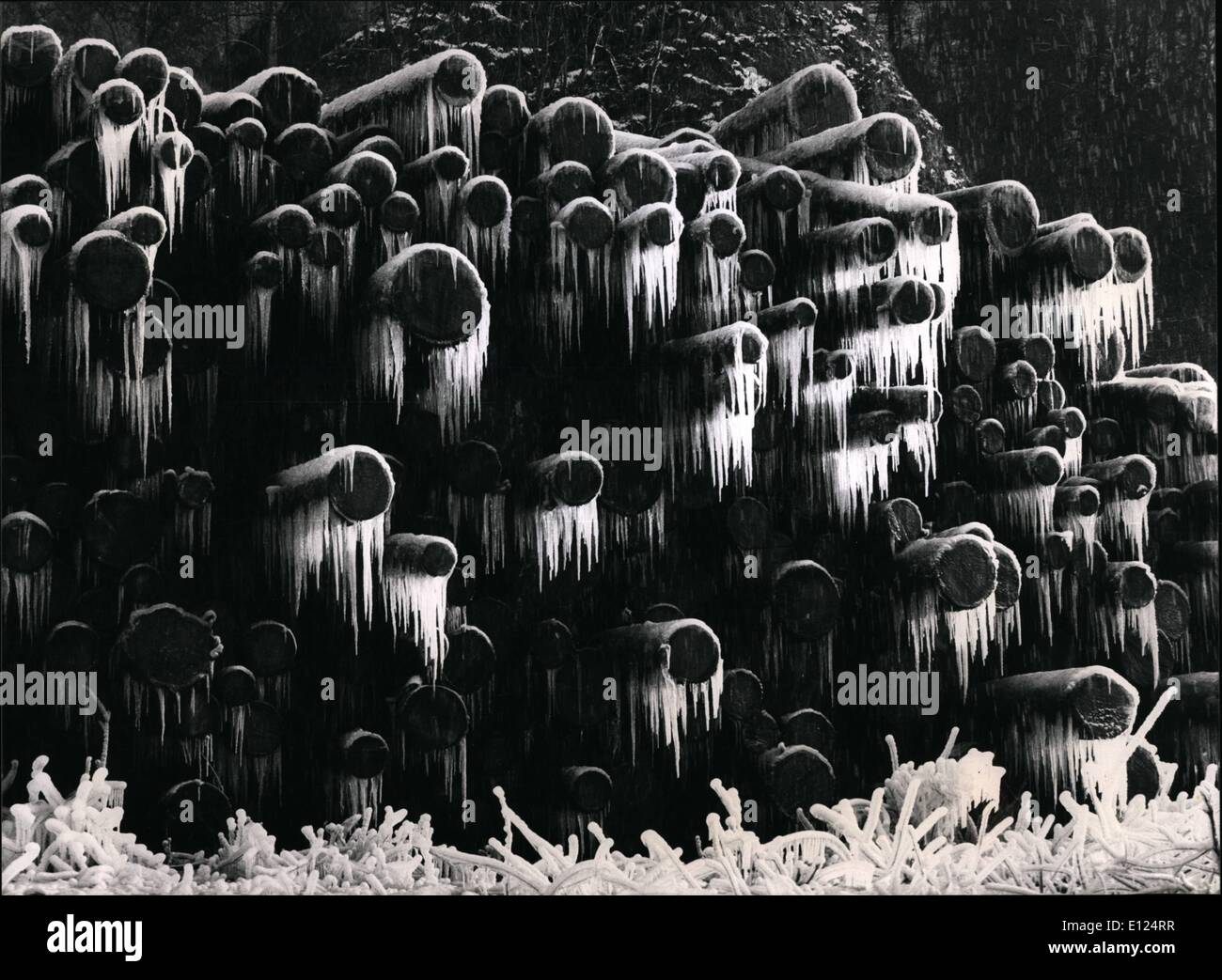 Dec. 12, 1990 - ice Stalactites: Stalactites form a interesting pattern as they hang from tree trunks in a lumber Yard in Giswil, central Switzerland, Dec. 5. Water used to dowse the wood as protection from bark beetles, and the freezing temperatures joined together to form the scene. Stock Photo