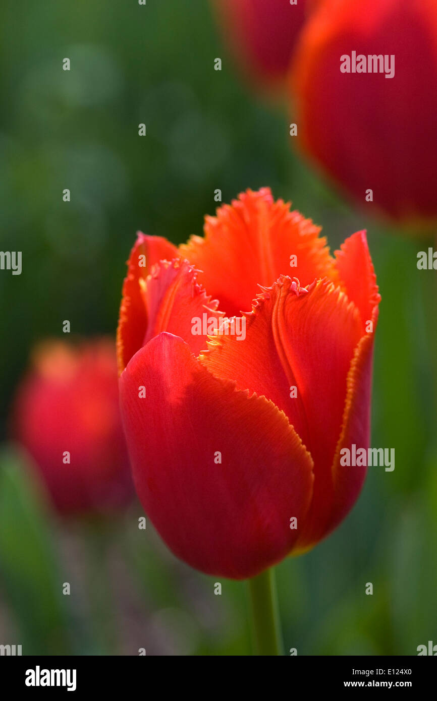 Tulipa 'Ito Holland'. Red Tulip in a Spring garden. Stock Photo