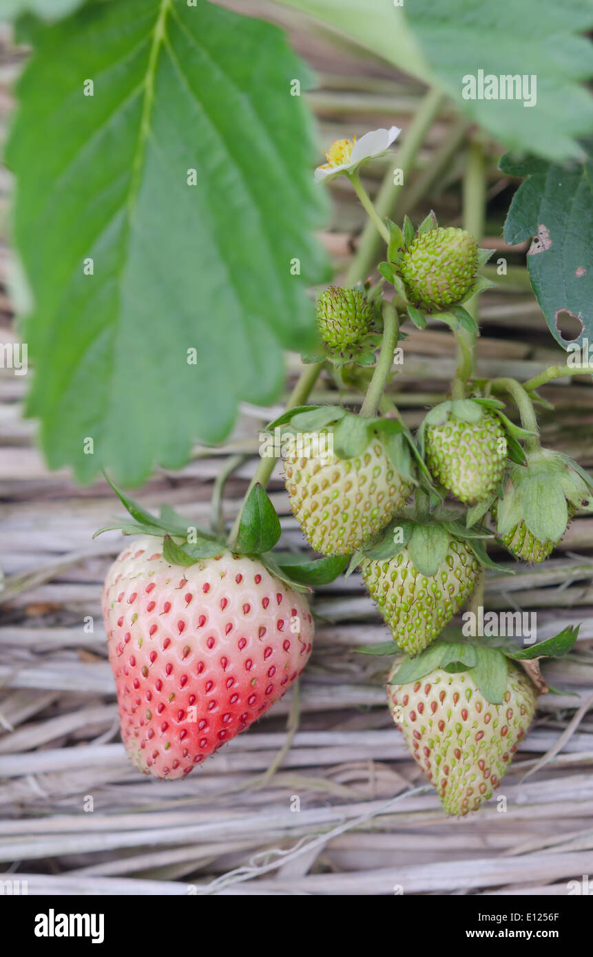 Strawberry plants already ripe to harvest Stock Photo - Alamy