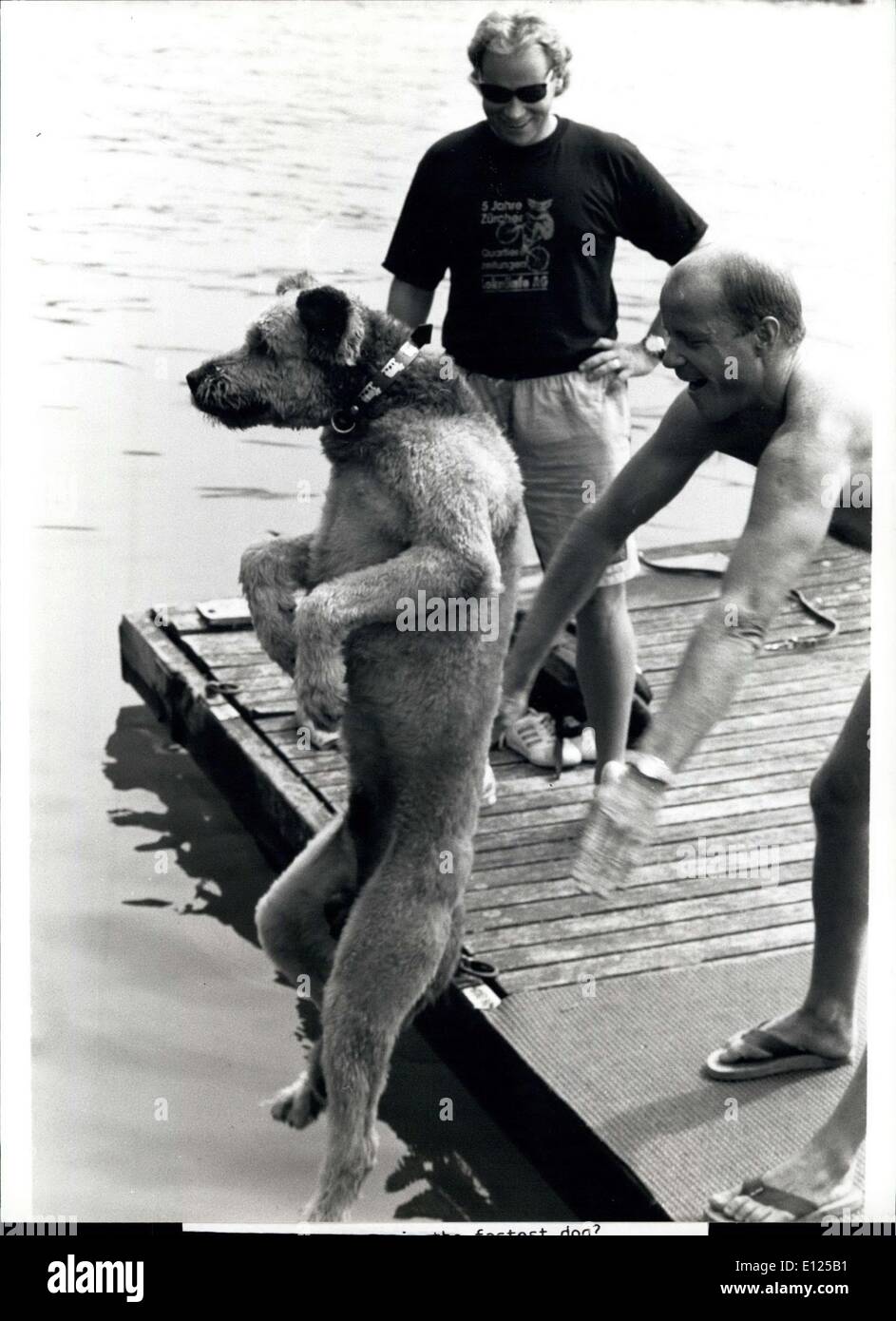 Aug. 28, 1991 - Which one : About 100 dogs participated at the dog swimming over a distance of 30 meters freestyle all together lake of Zurich. They started all together without distinguishing between the individual races. Picture shows a man who seems to be more enthusiastic about the dog swimming that his dog/ Stock Photo