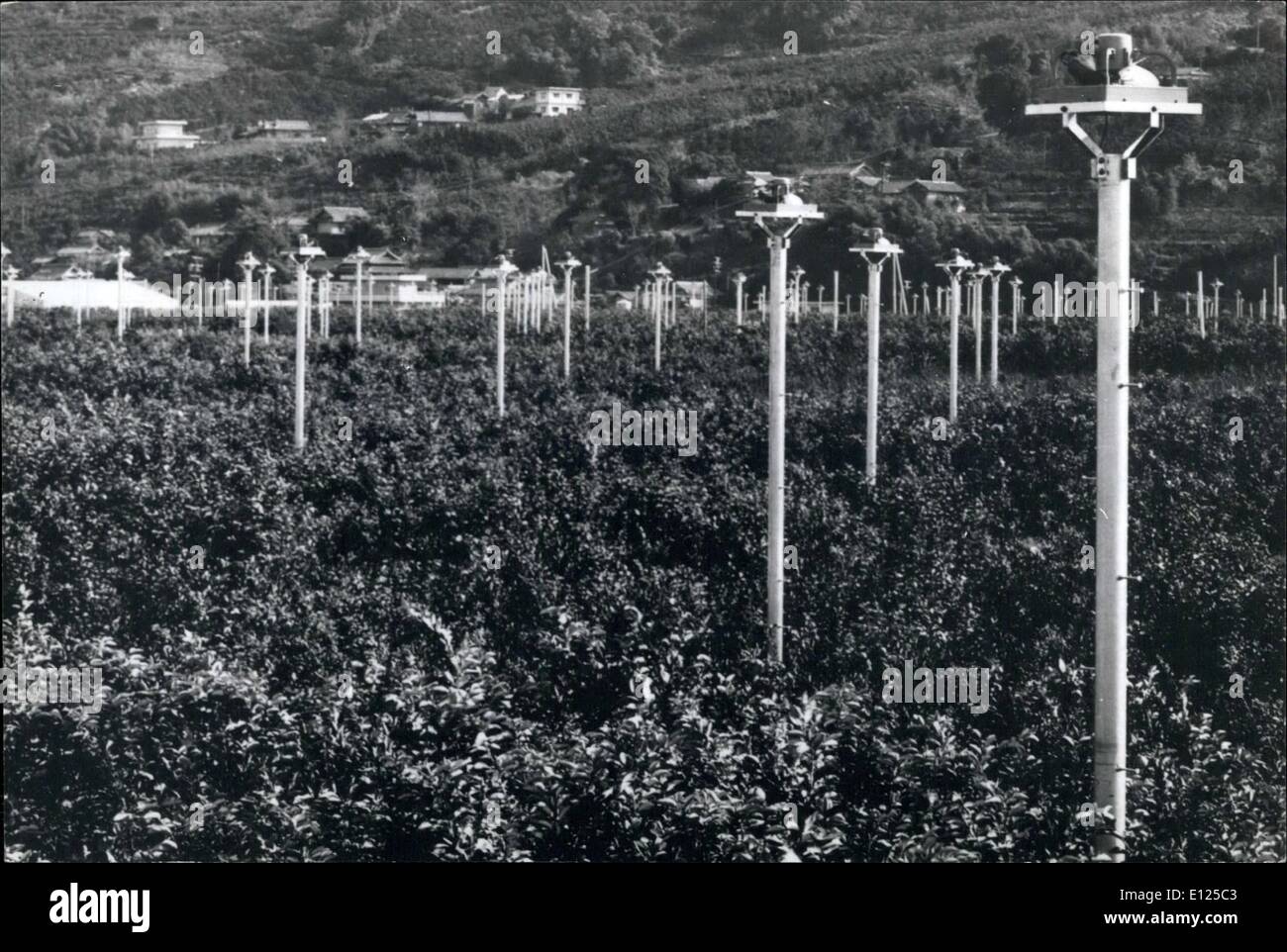Jan. 01, 1992 - Fans Protect Oranges From Frost: Hundreds of electric fans mounted on 6-foot poles have been installed in an Orange grove in the Wakayama Prefecture, Japan, to Protect the fruit from fruit. The breeze seated by the 1,550 electric fans dispels the formation frost on the oranges, Stock Photo