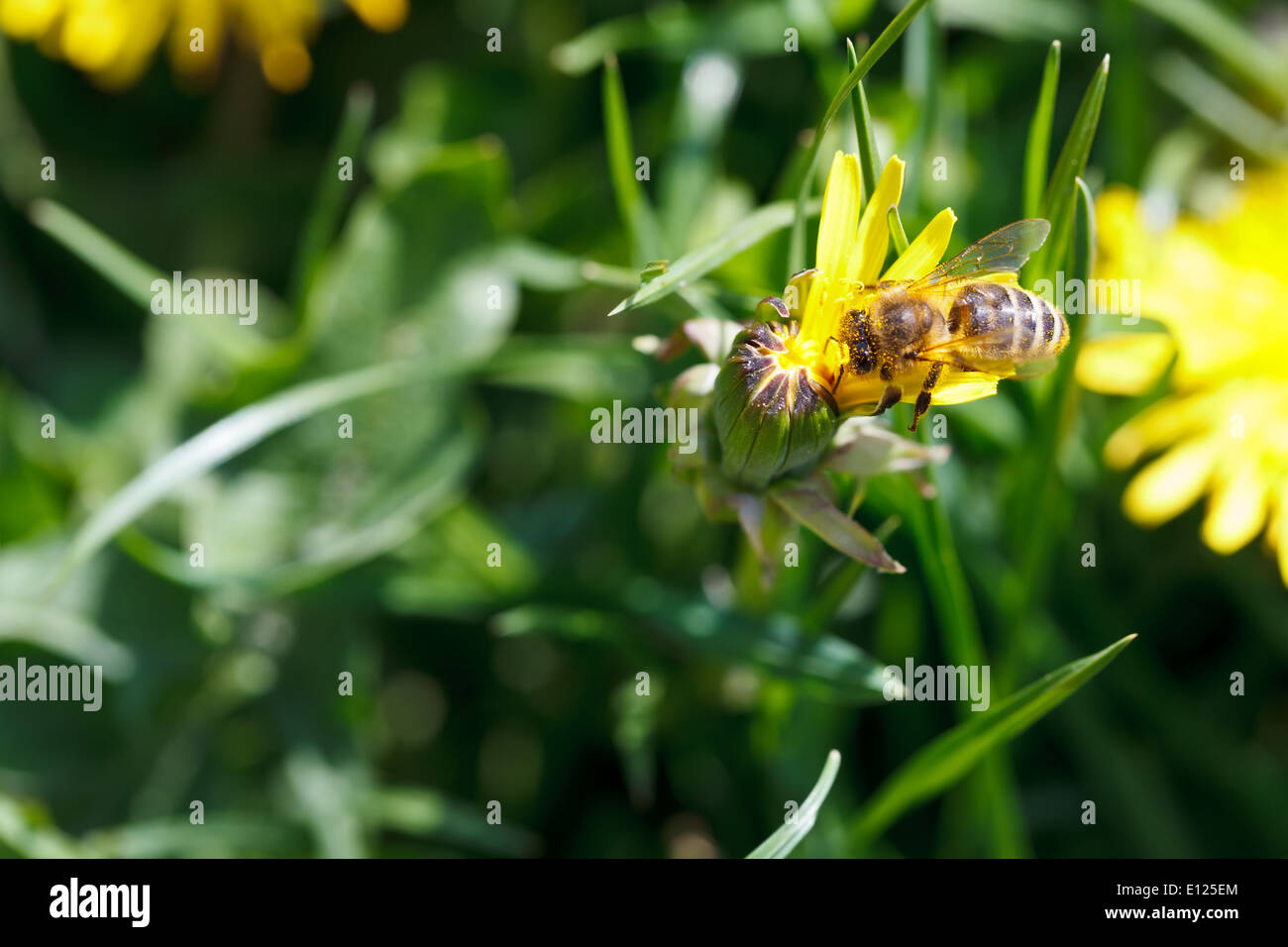 bee sips nectar from yellow dandelion flower close up on summer meadow Stock Photo