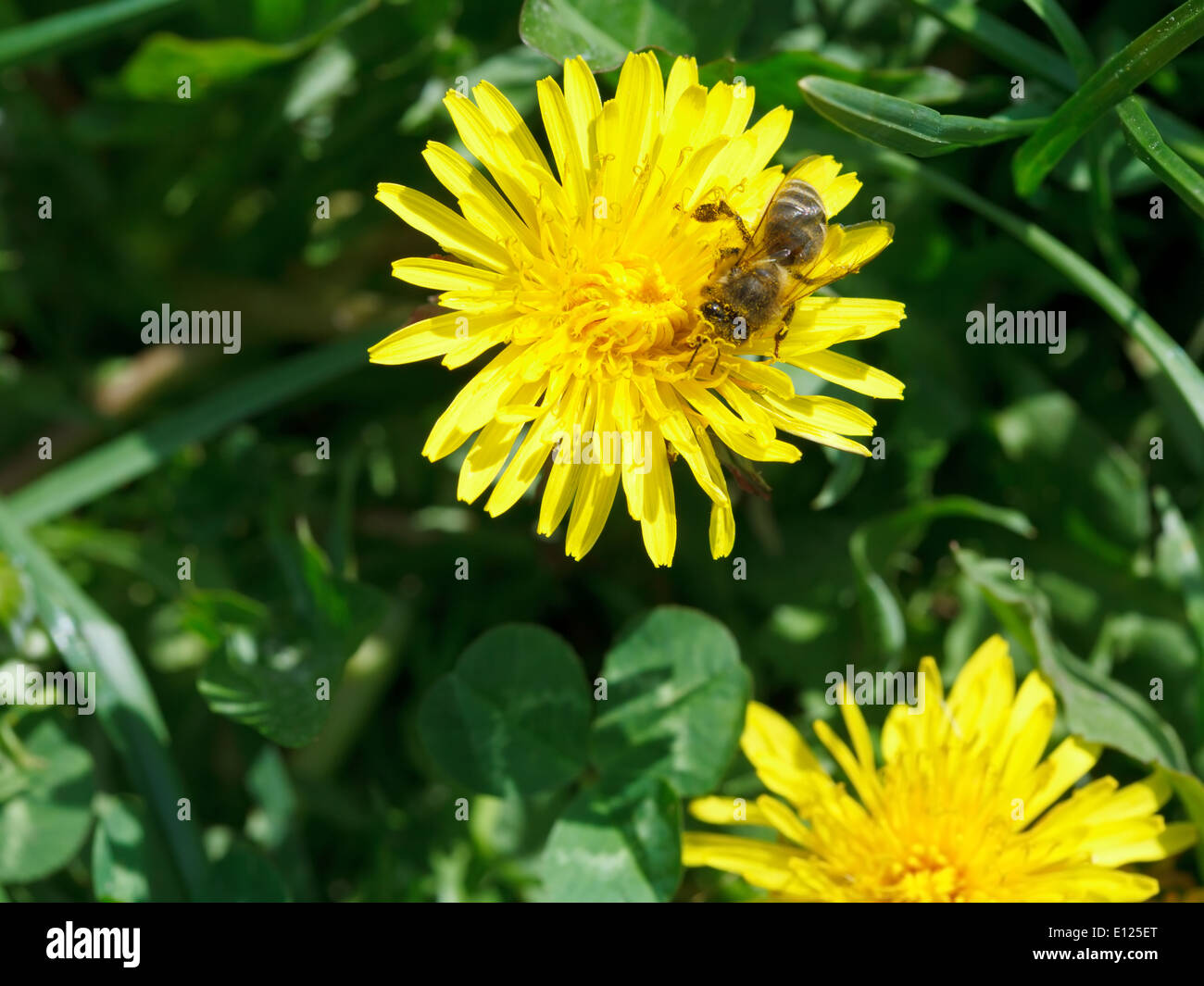 bee collects blossom dust from yellow dandelion flower close up on summer meadow Stock Photo