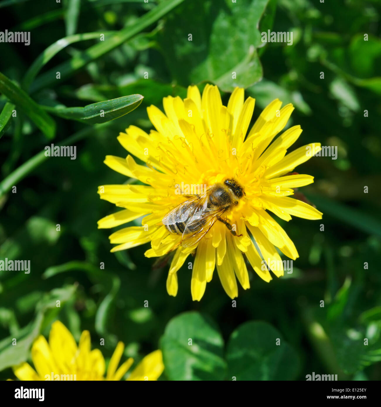 bee collecting nectar from yellow dandelion flower close up on summer meadow Stock Photo