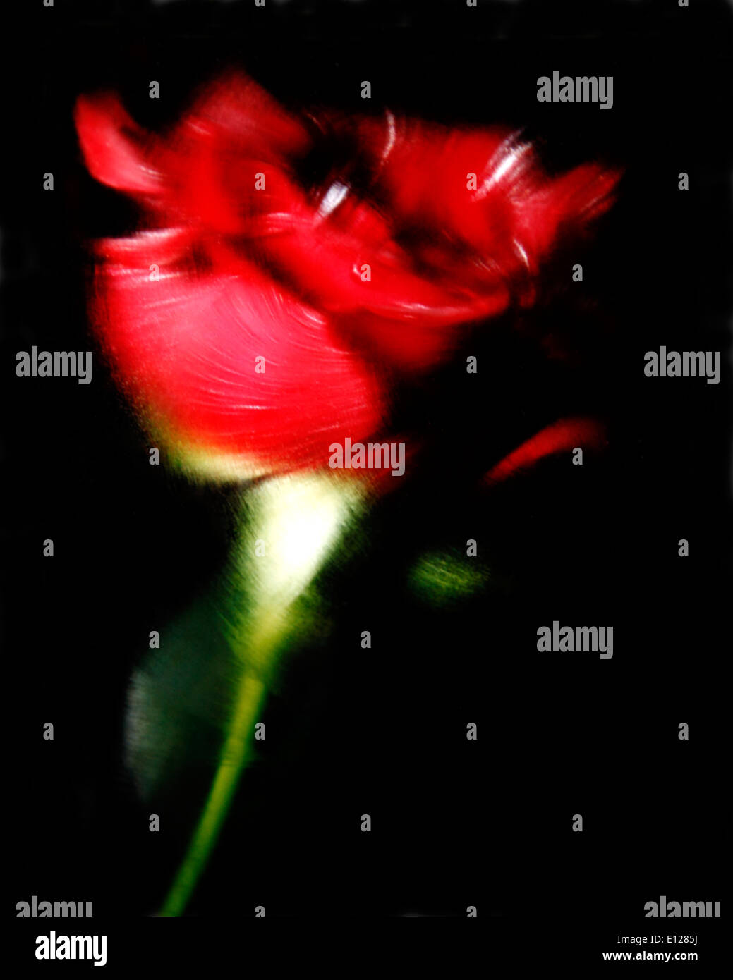 Dancing red rose on black background Stock Photo - Alamy