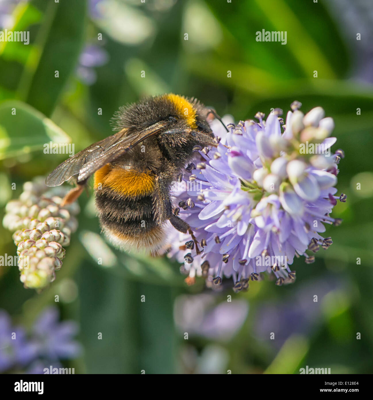 Bumble bee on flower Stock Photo