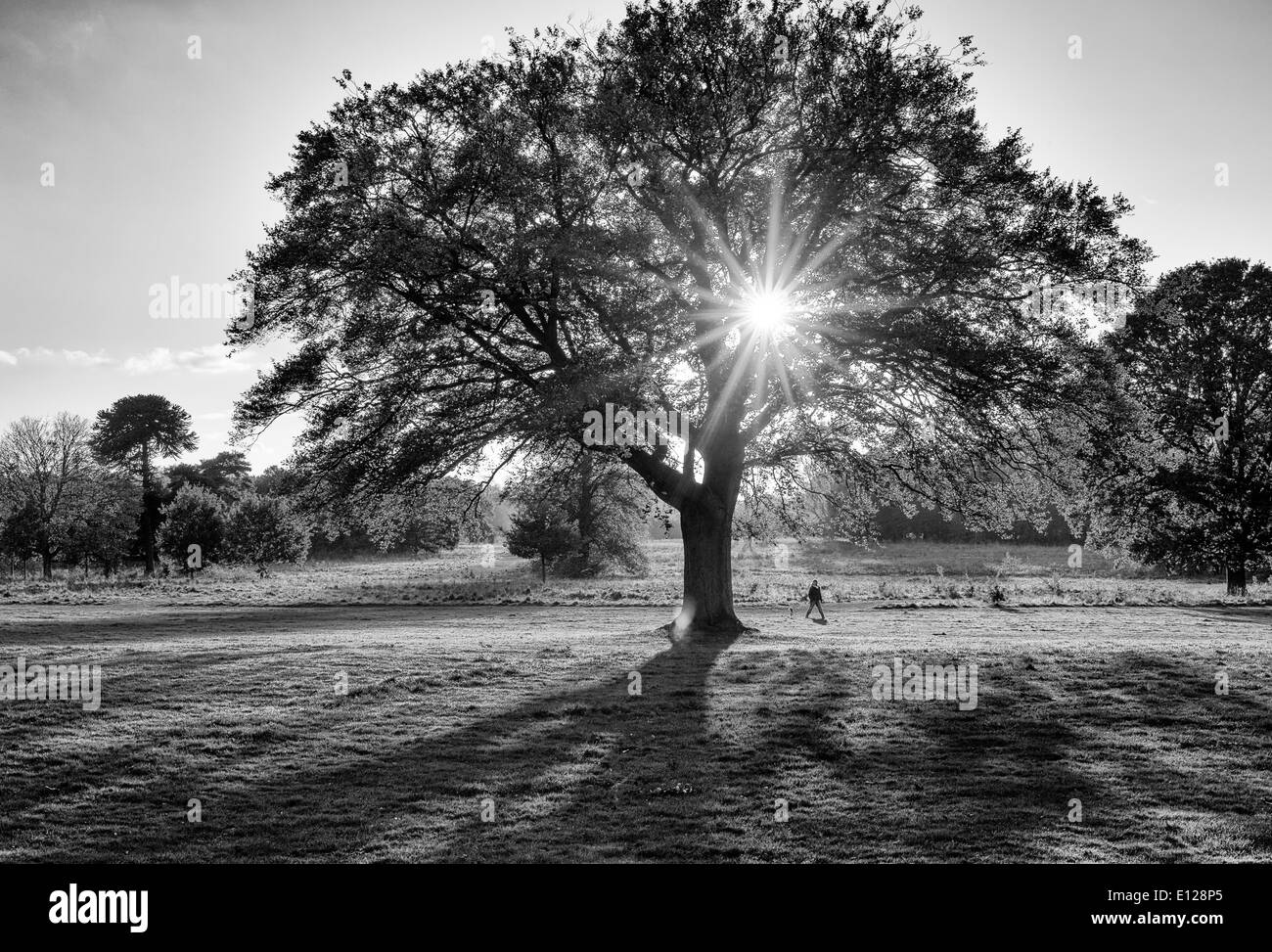 Starburst tree Black and White Stock Photos & Images - Alamy