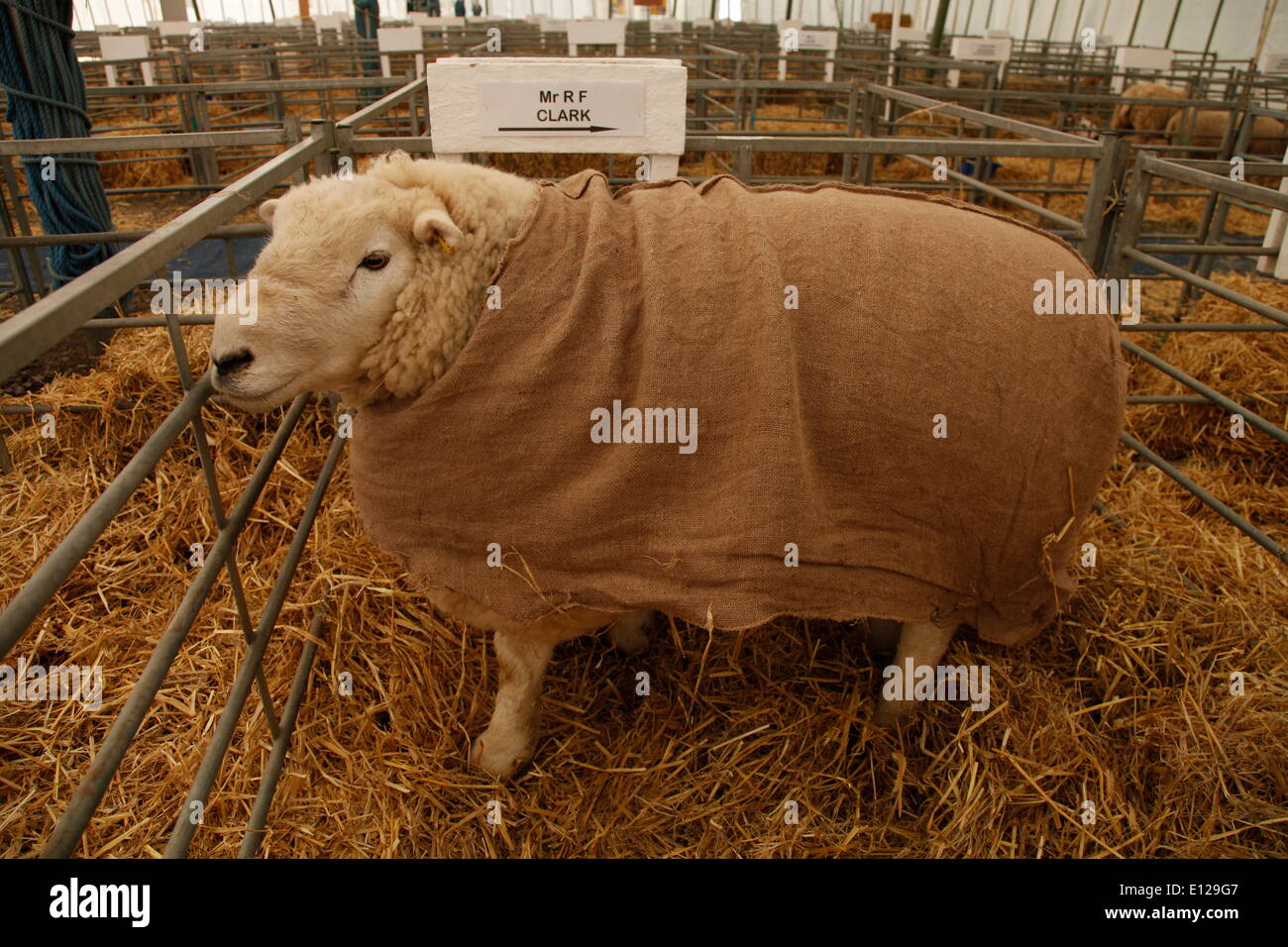 Sheep in a sacking coat to keep clean for tomorrow's Show Exeter, Devon, UK. 21st May, 2014.  Devon County Show Press Preview Day Credit:  Anthony Collins/Alamy Live News Stock Photo