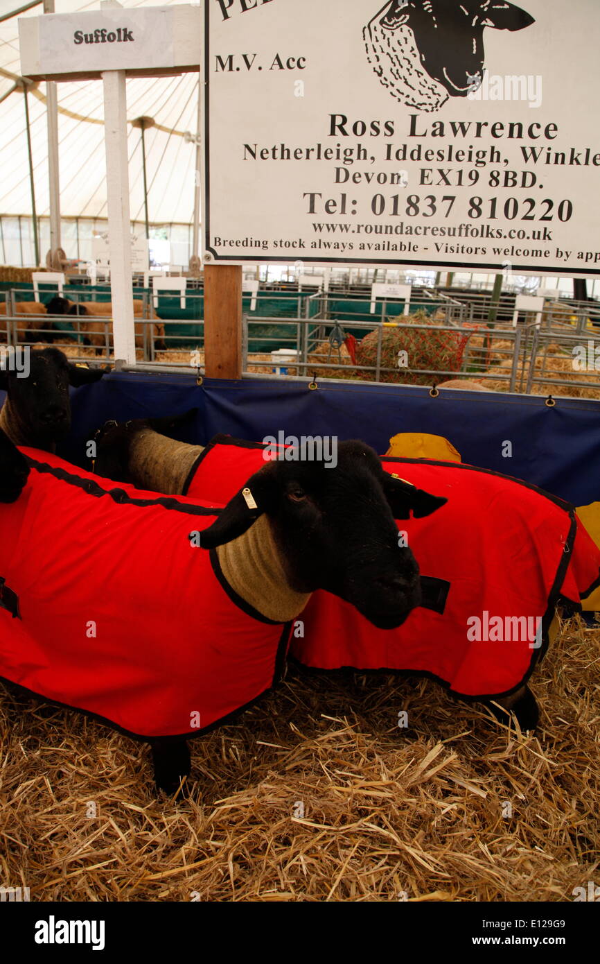Suffolk uk 21st hi-res stock photography and images - Alamy