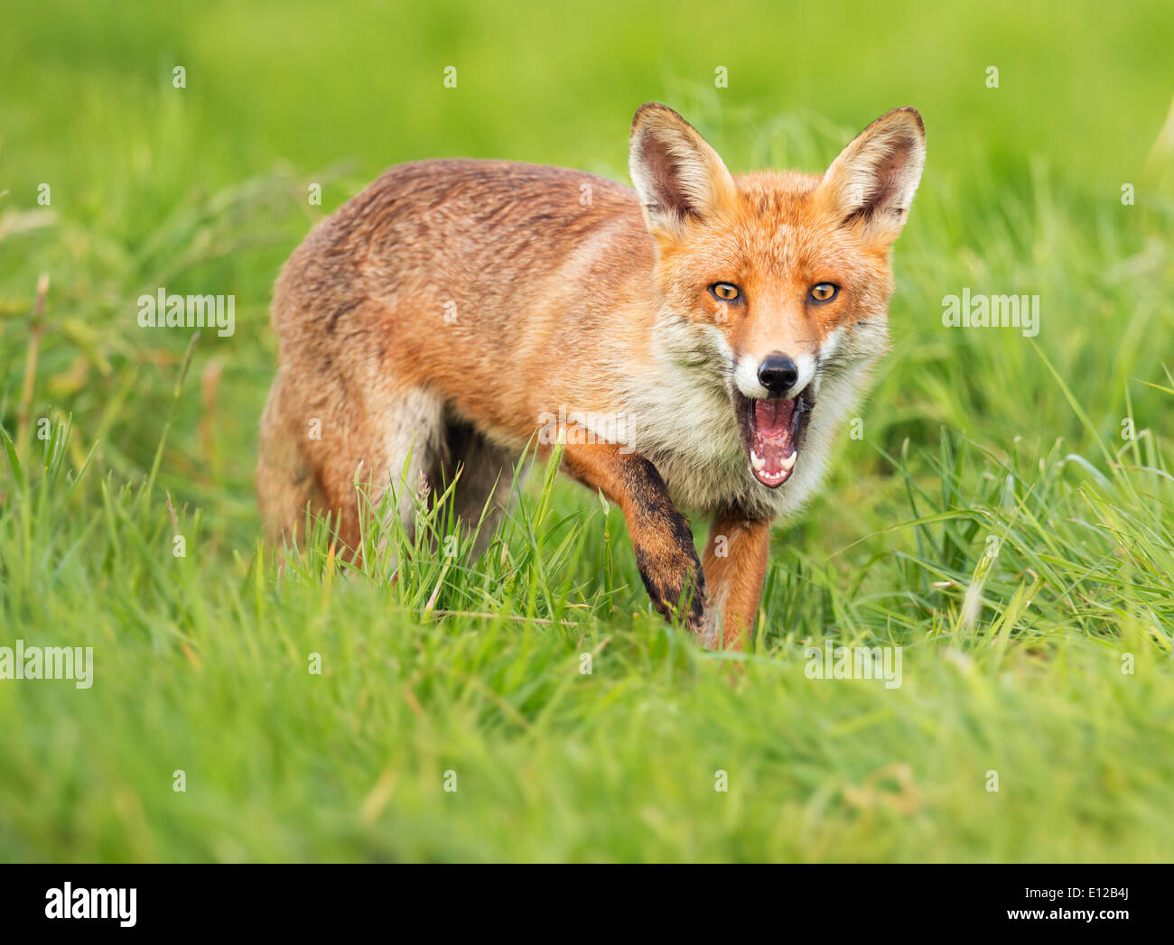 Wild red fox hunting hi res stock photography and images Alamy